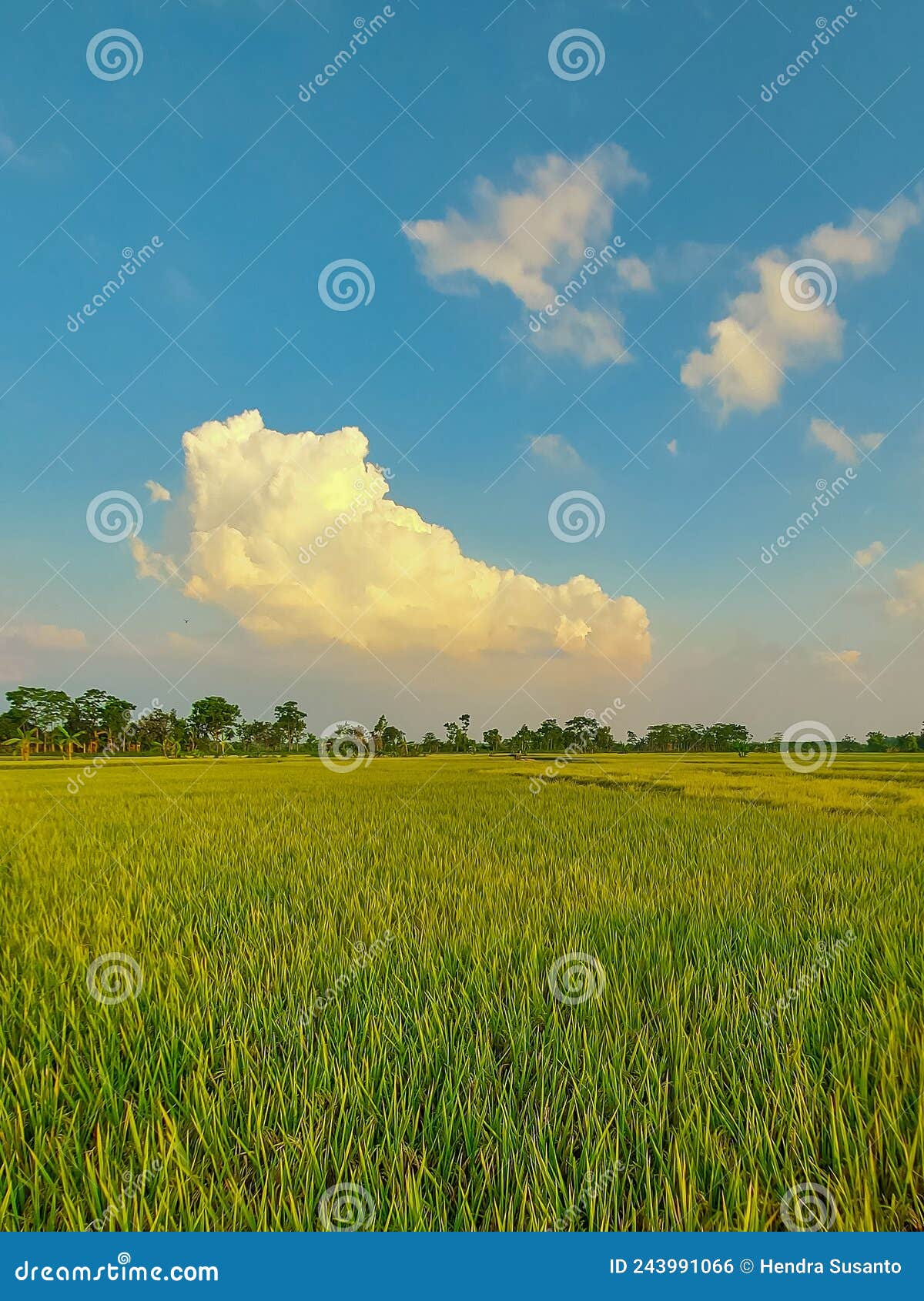 paddy fields in the afternoon in pamekasan, madura, east java, indonesia