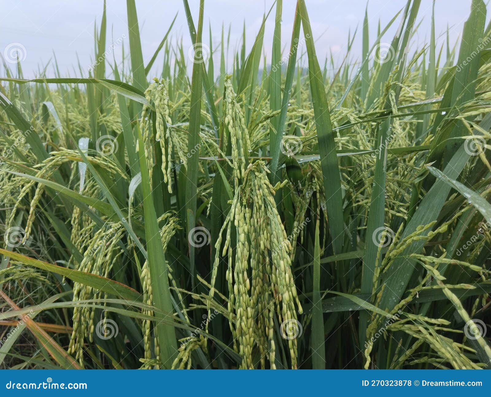 Paddy Grains stock photo. Image of paddy, grains, crops 270323878