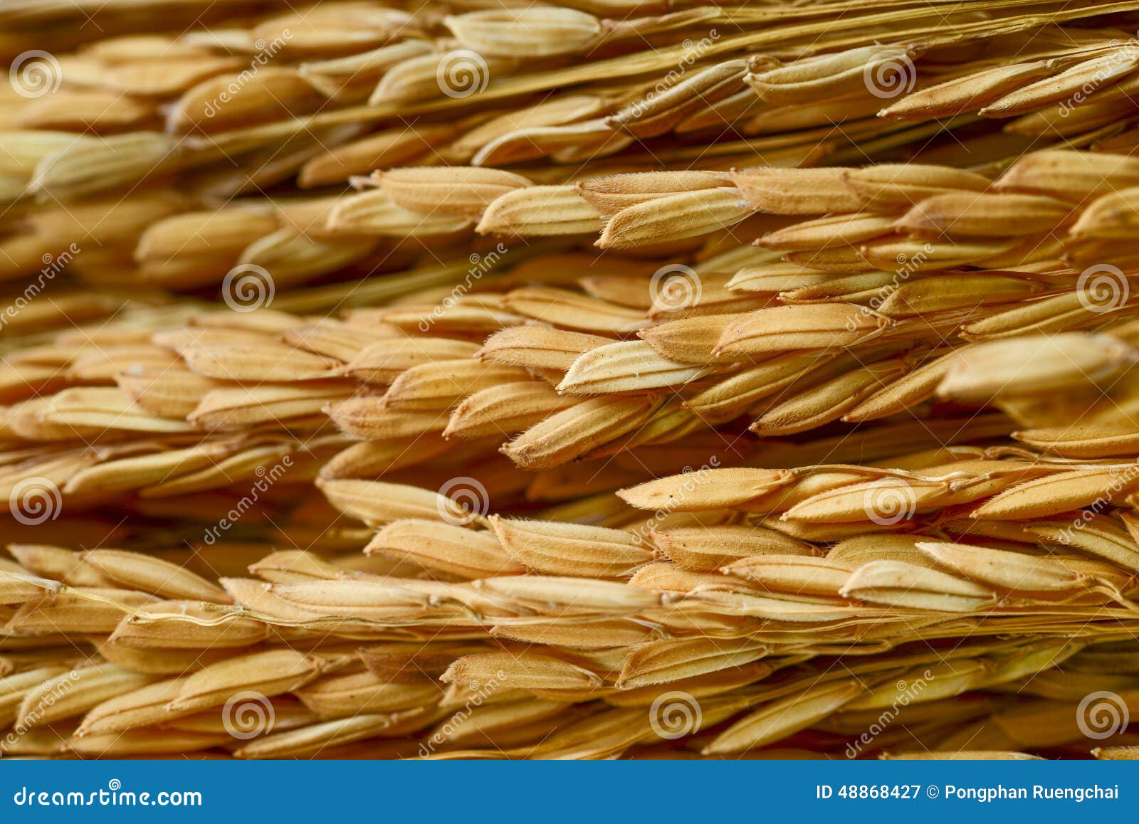 Paddy grains stock image. Image of yellow, gold, close 48868427