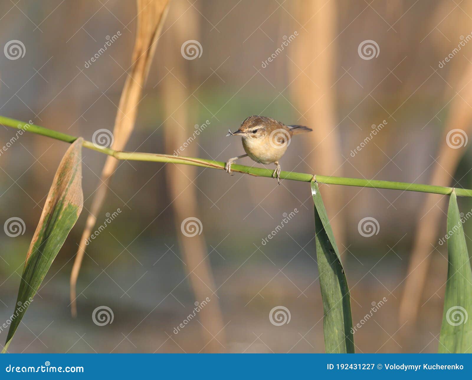 paddyfield warbler acrocephalus agricola