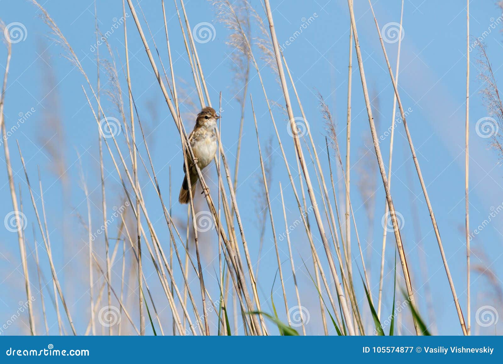 paddyfield warbler acrocephalus agricola.