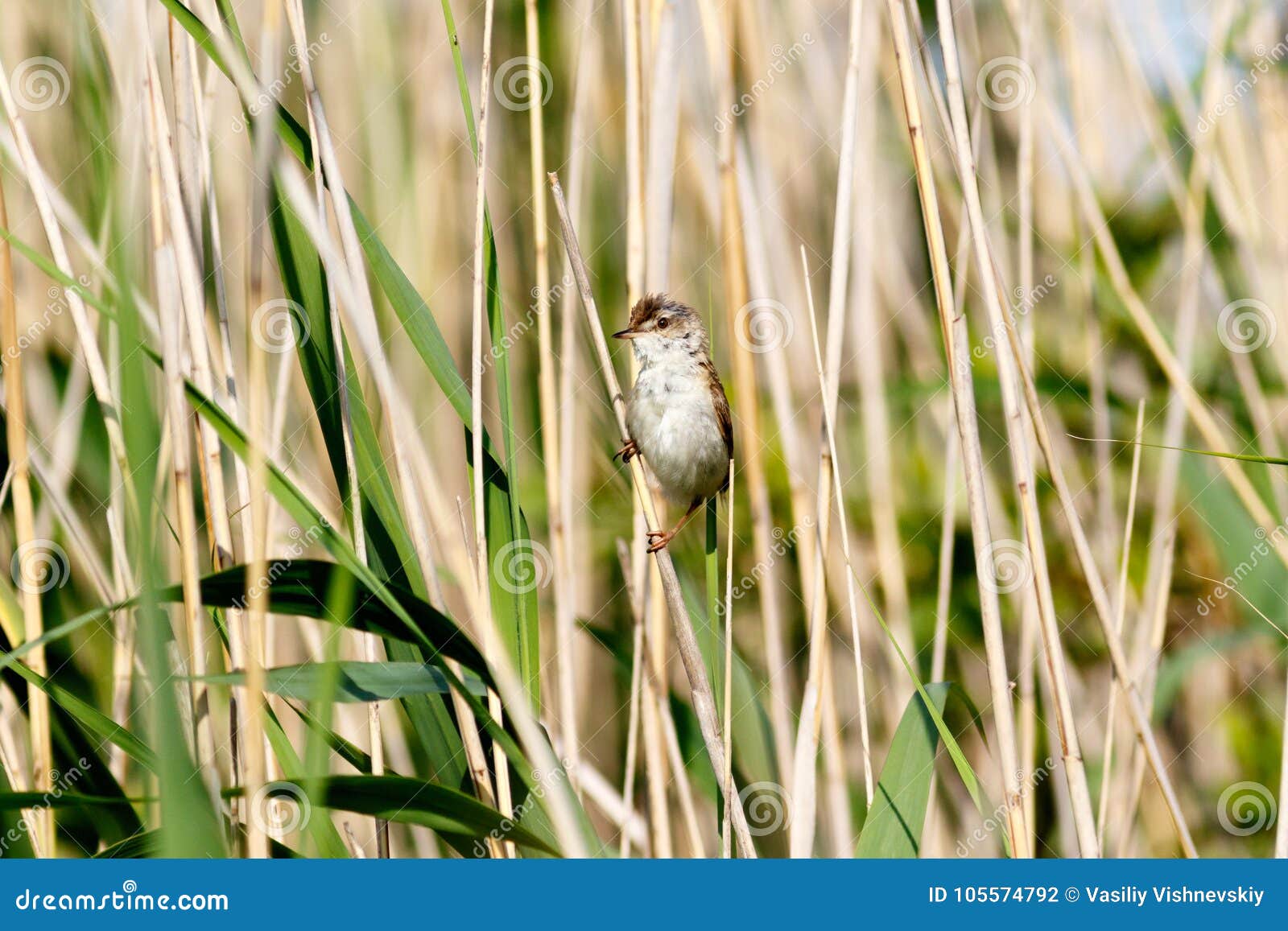 paddyfield warbler acrocephalus agricola.