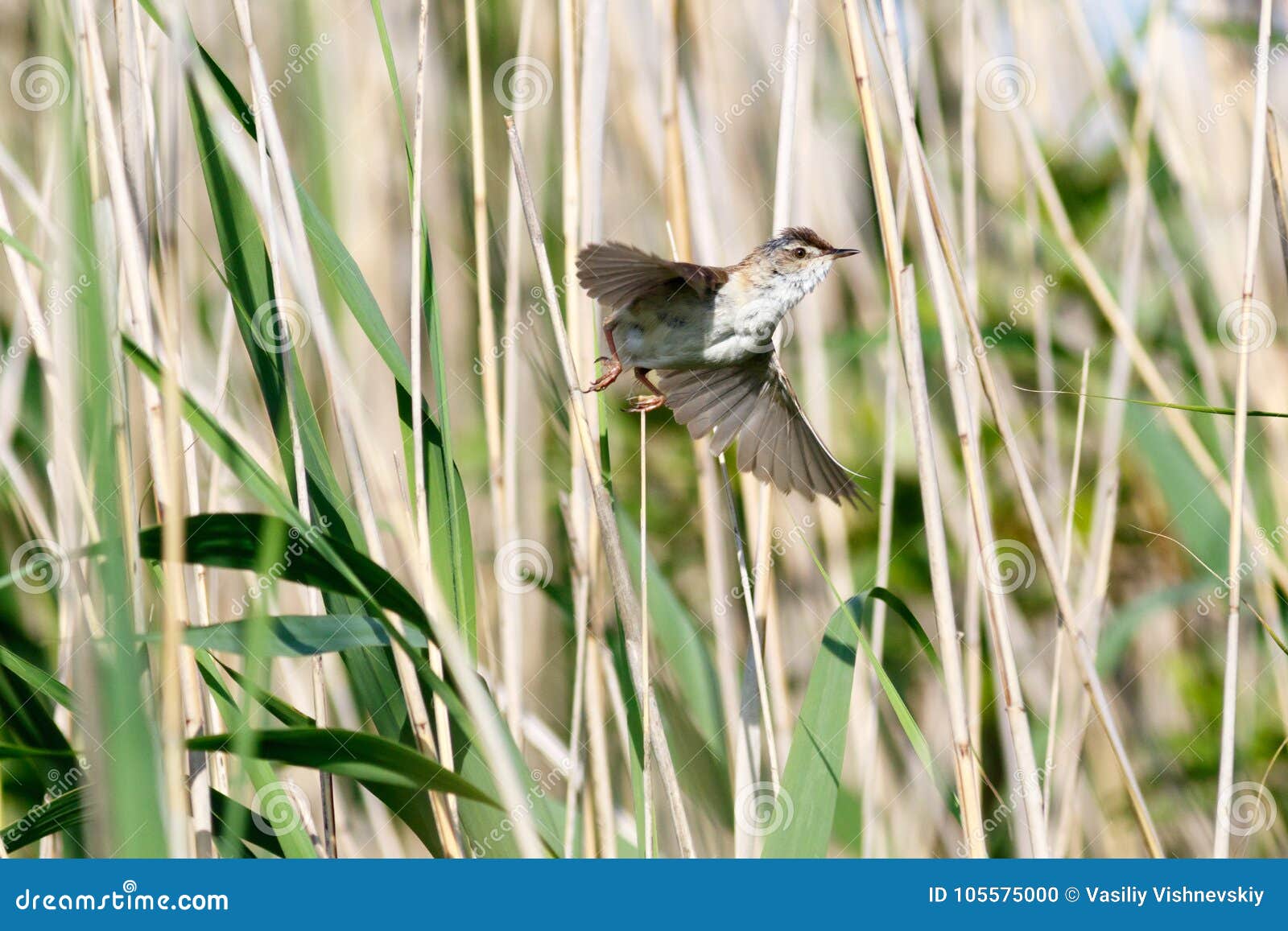 paddyfield warbler acrocephalus agricola.