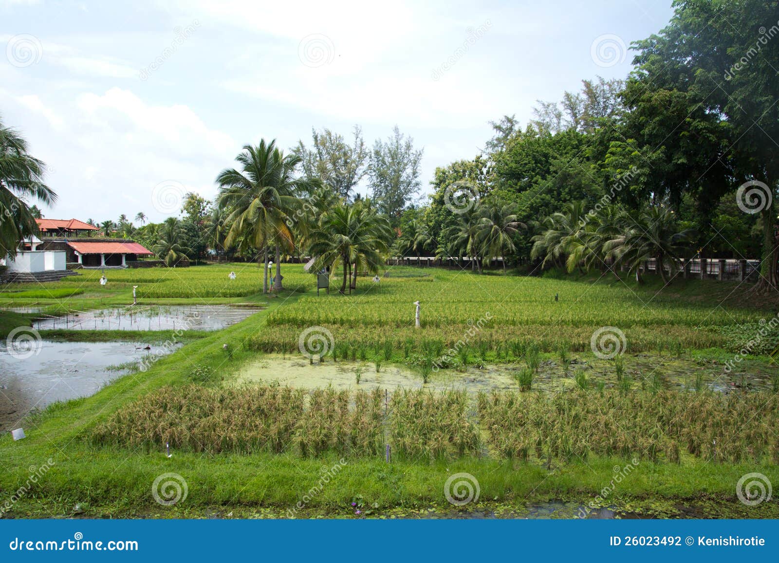Padi field stock photo. Image of green, rice, plantation 26023492