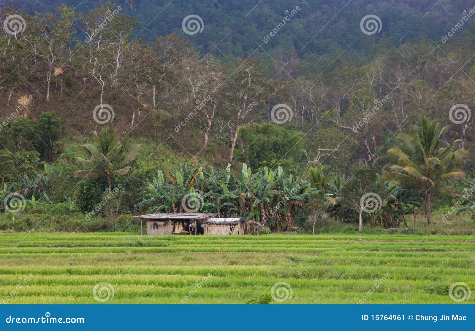 hut in padi field, timor leste