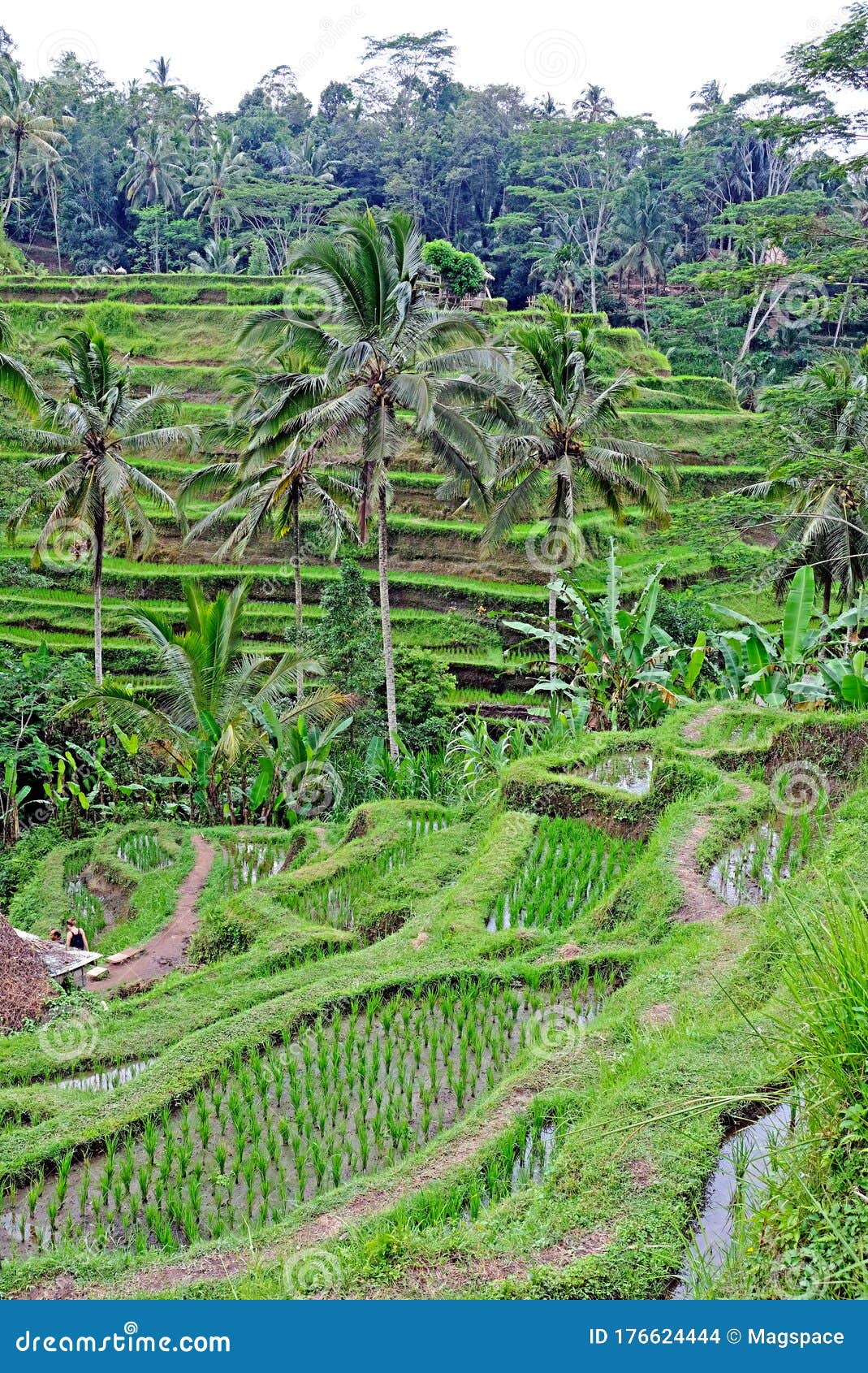  Padi  Terrace Bali  Indonesia Local Plantation Of The 