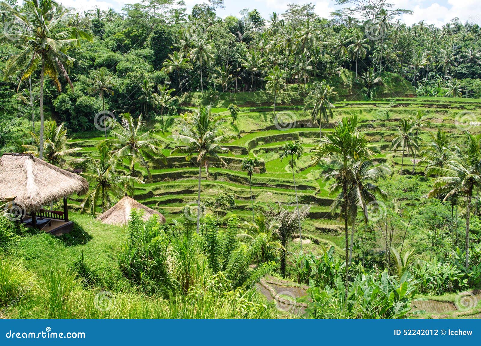  Padi  Terrace Bali  Indonesia Stock Photo Image of 