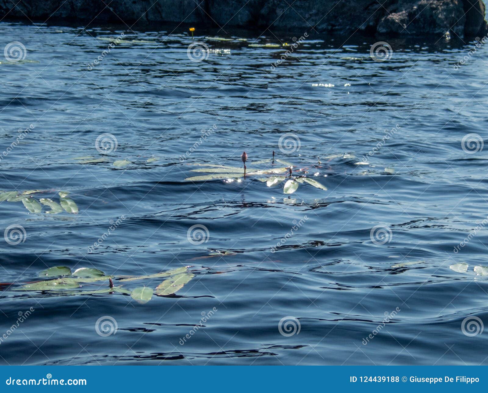 padling through the water lilies on the saimaa lake in the kolovesi national park in finland - 9