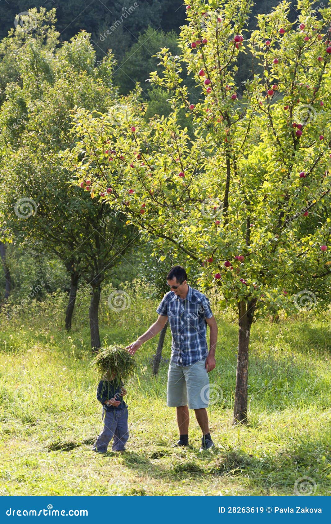 Padre y niño en manzanar. Padre y niño que juegan en un jardín bajo un manzano.