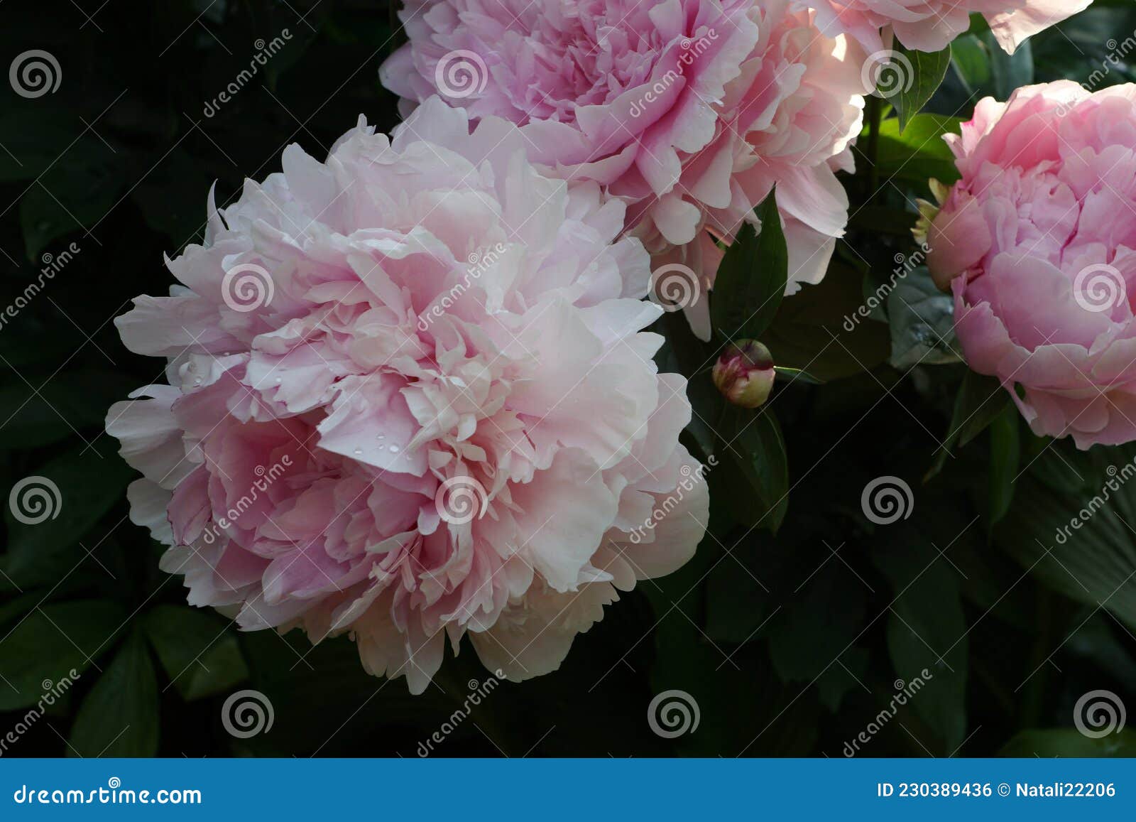 Paeonia Lactiflora Sarah Bernhardt. Flor De Peón Rosa Doble. Paeonia Lactiflora  Peonia China O Peonía Común En El Jardín. Foto de archivo - Imagen de  perenne, plantas: 230389436