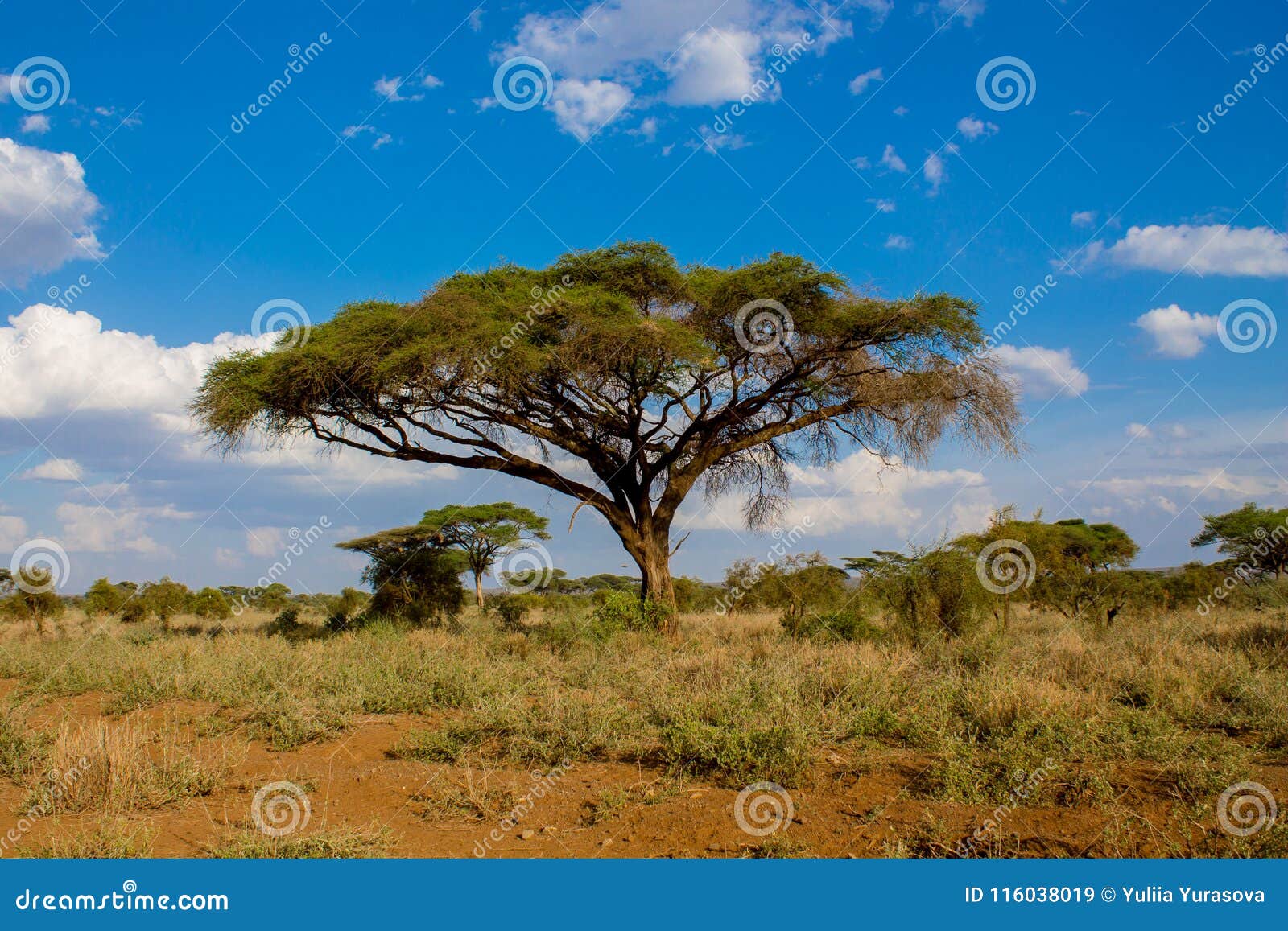 Paesaggio Africano Degli Alberi Dell Acacia Nel Cespuglio Della Savana Immagine Stock Immagine Di Pianta Cespugli 116038019