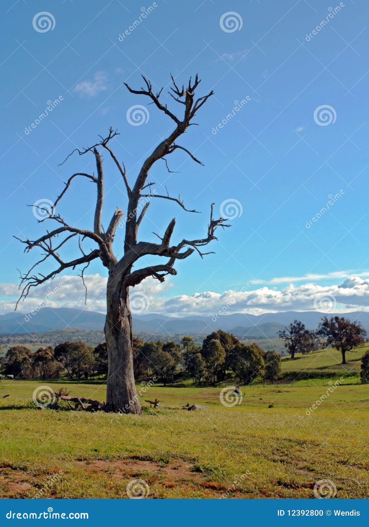 Paesaggio australiano rurale contro cielo blu