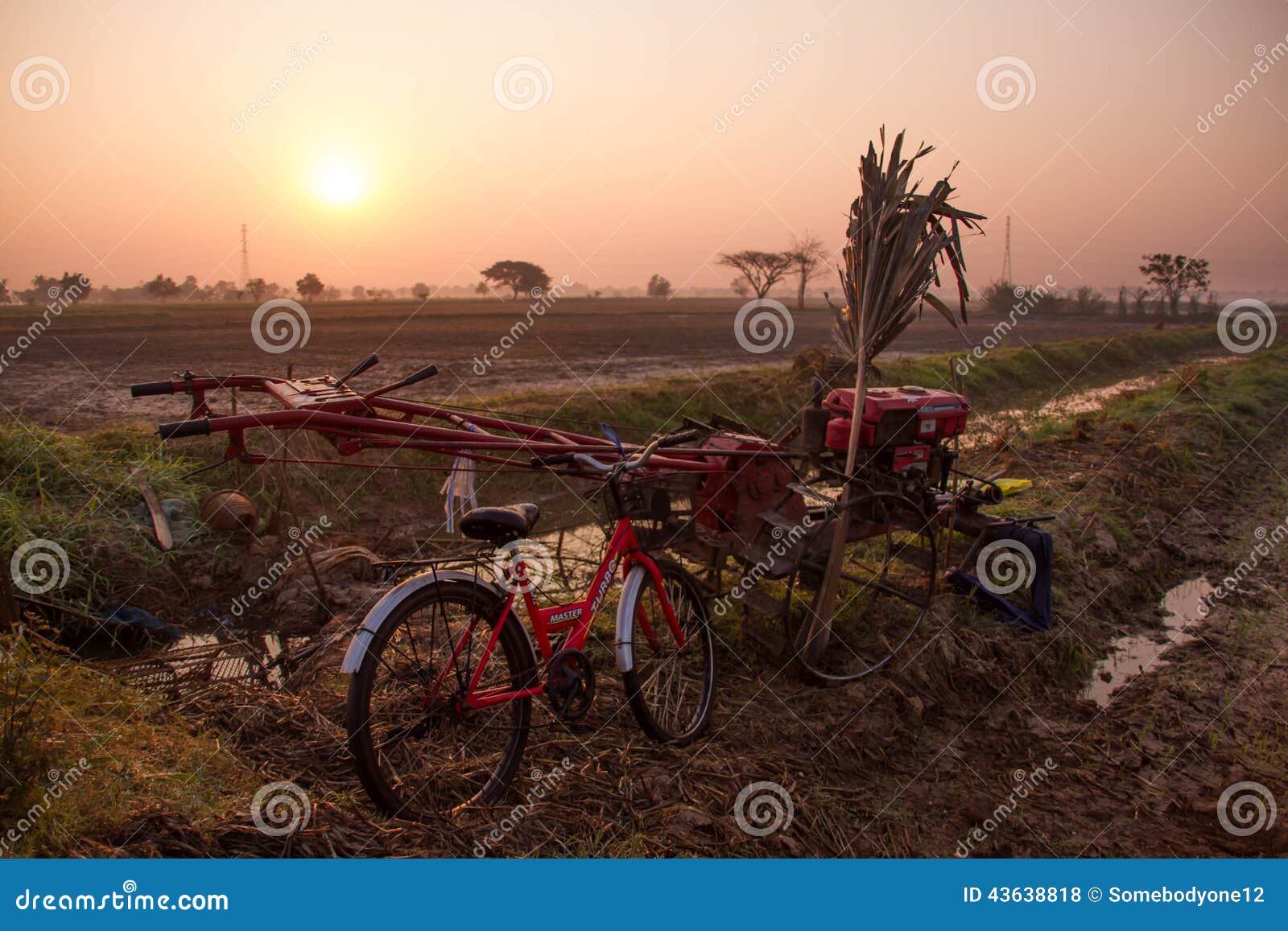 Paesaggio Chaiyaphum in Tailandia. Campi durante la stagione del riso