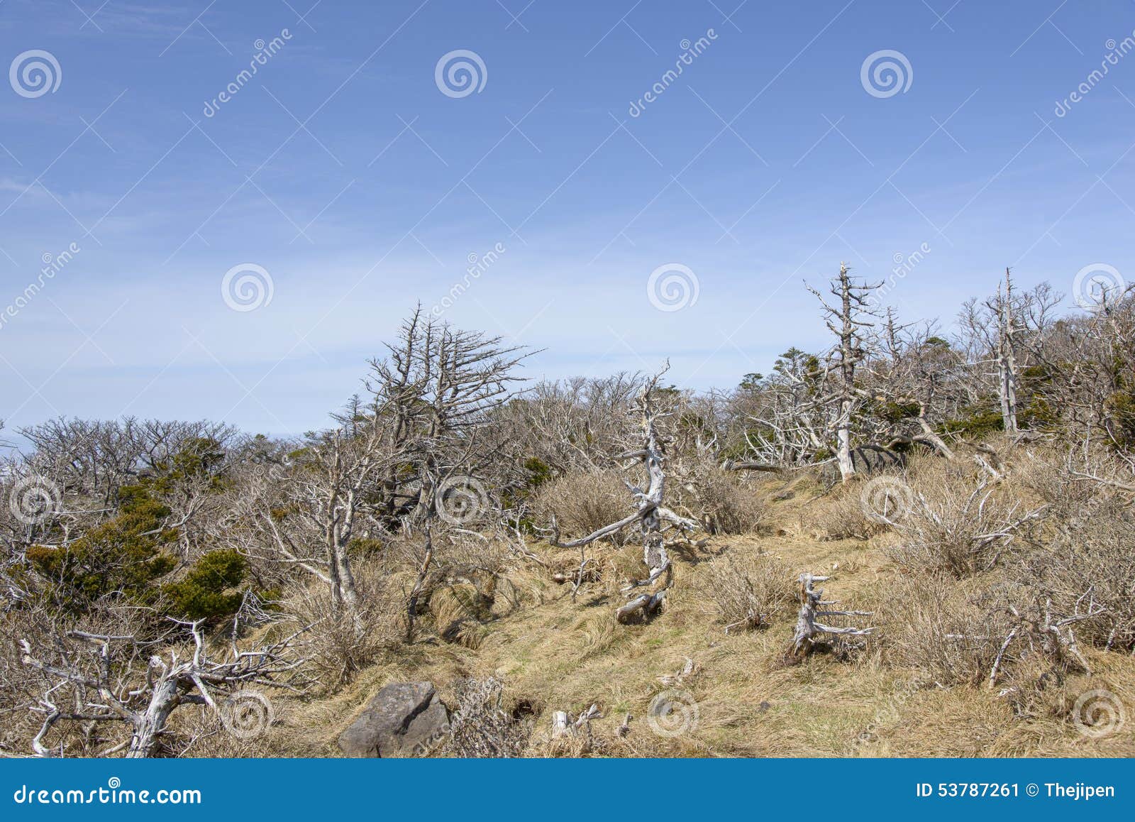 Paesaggio con gli alberi del tasso a Yeongsil. Abbellisca con gli alberi del tasso, vista dal corso della traccia di Yeongsil nel parco nazionale della montagna di Hallasan nell'isola di Jeju, Corea