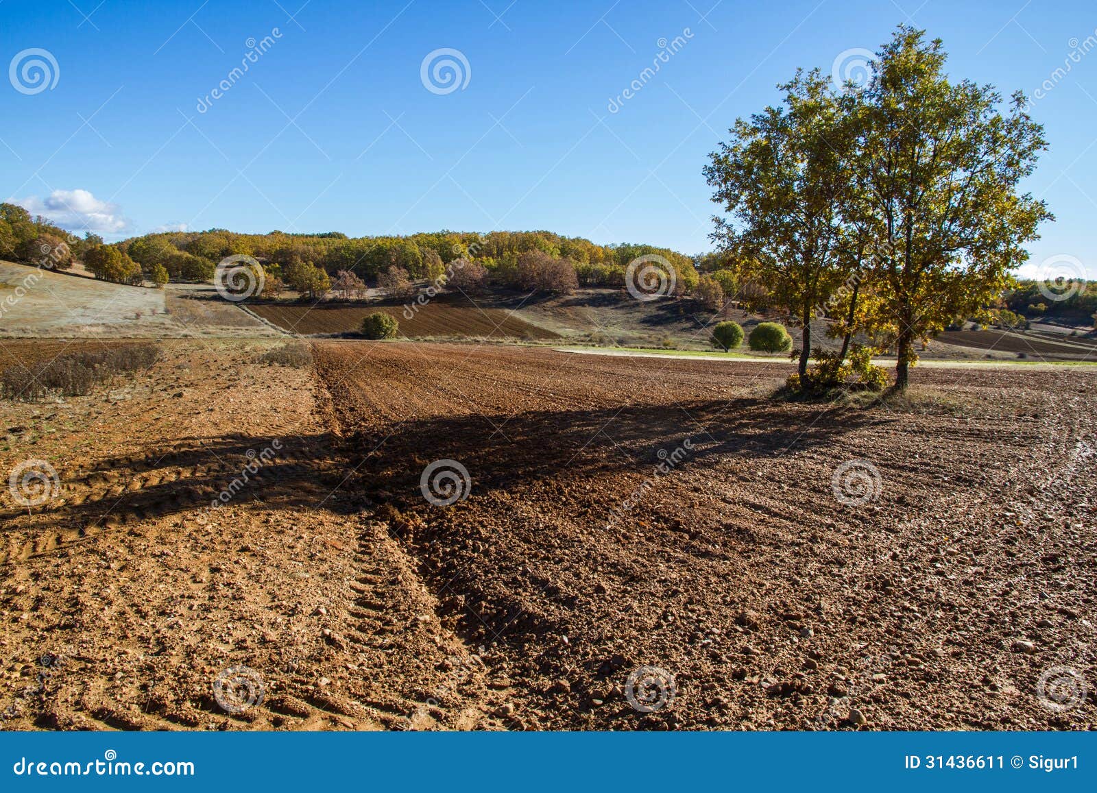 Paesaggio della montagna e del campo. La panoramica del campo e la montagna abbelliscono con terra arata. Supporto delle querce, querce nella priorità alta. Nella caduta