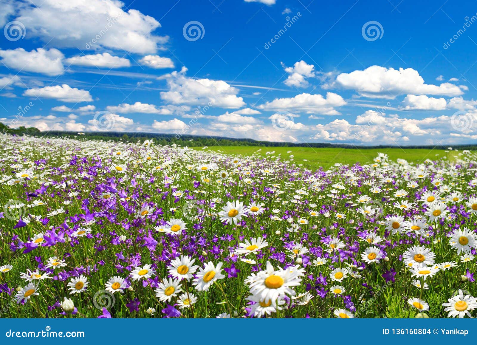 fioritura di cenere e gioiosa primavera