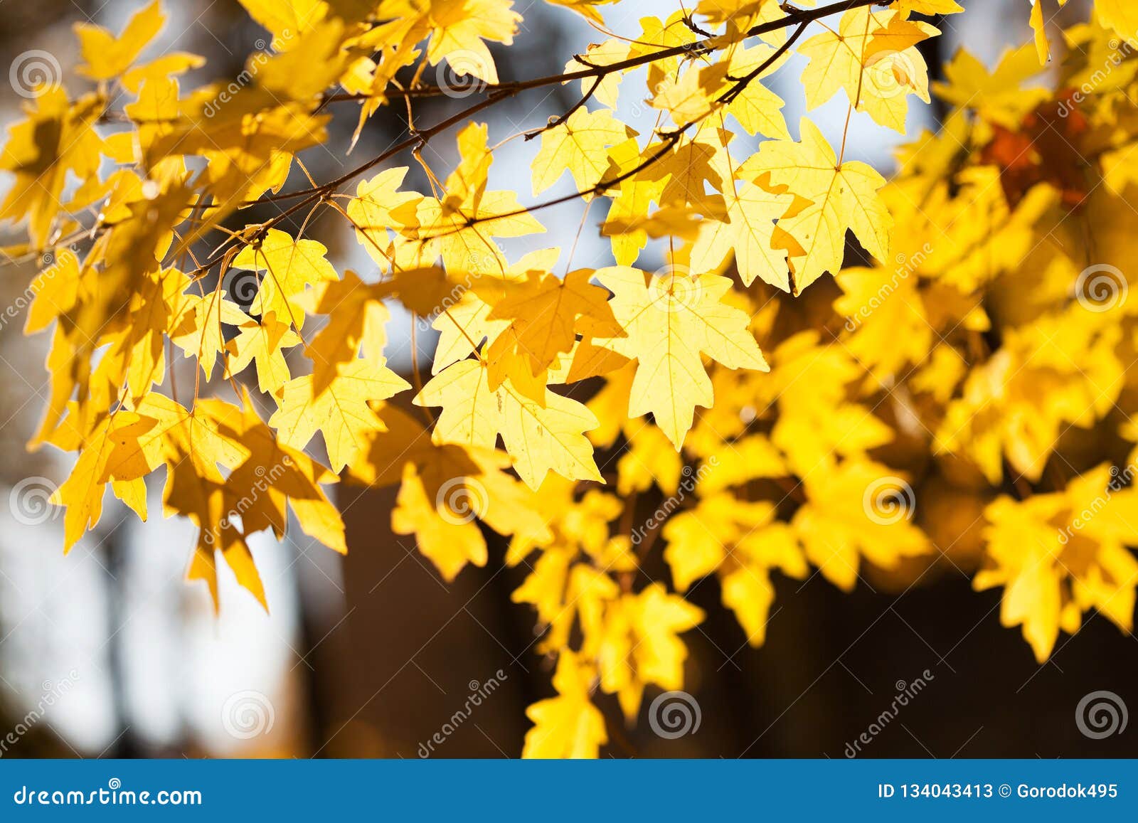 Paesaggio Di Autunno In Belle Foglie Di Acero Gialle Del Parco Profondita Di Campo Bassa Foto Molle Del Fuoco Immagine Stock Immagine Di Background Bello