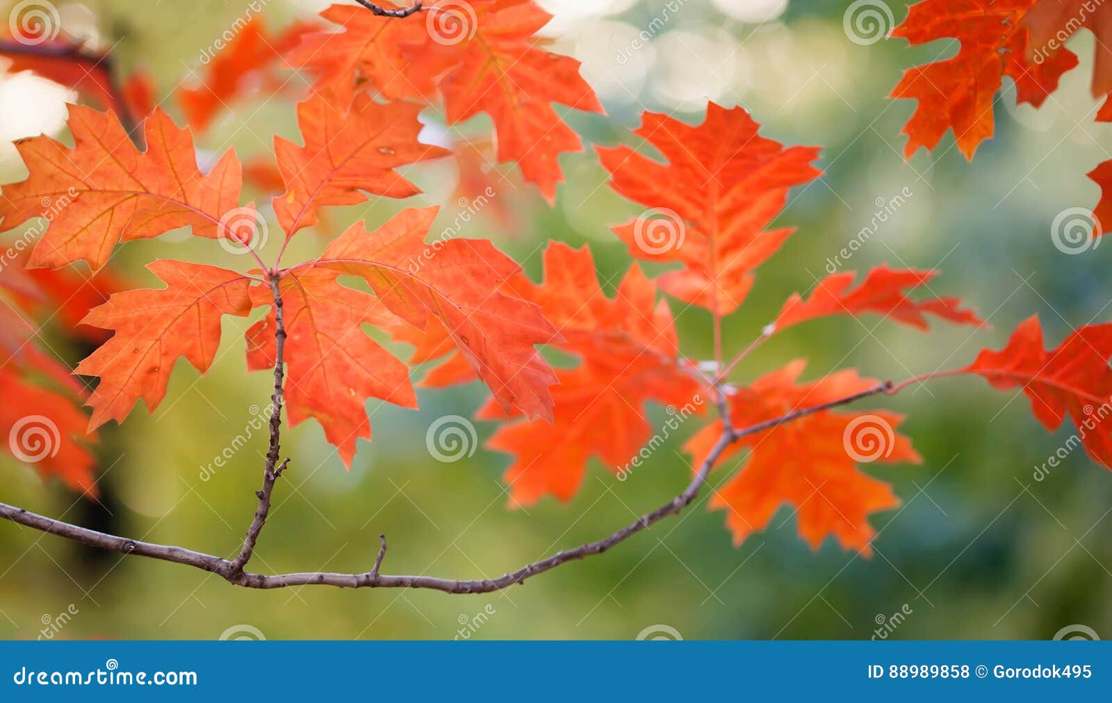 Paesaggio Di Autunno In Belle Foglie Di Acero Rosse Del Parco Profondita Di Campo Bassa Fuoco Molle Fotografia Stock Immagine Di Closeup Colorful 58