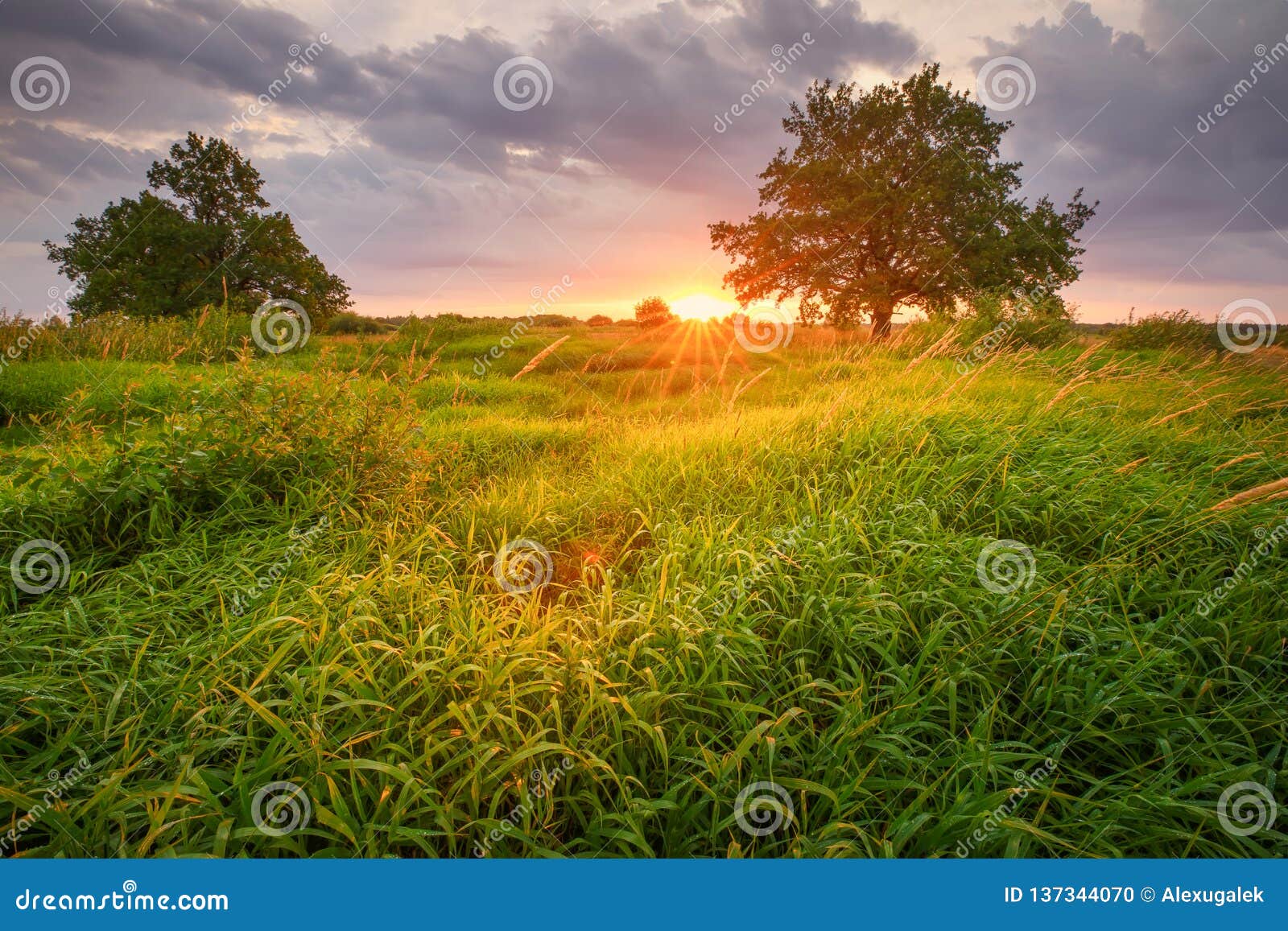 Paesaggio Soleggiato Della Primavera Fotografia Stock Immagine Di Cielo Foresta 137344070