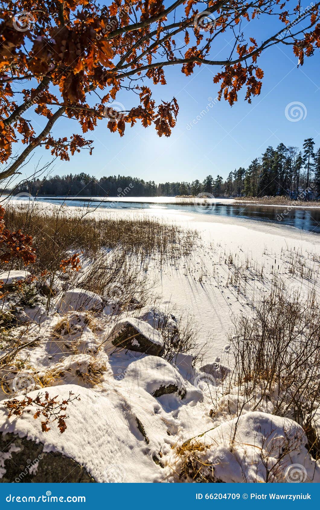 Paesaggio Verticale Della Natura Nella Stagione Invernale Immagine Stock Immagine Di Sweden Nordico