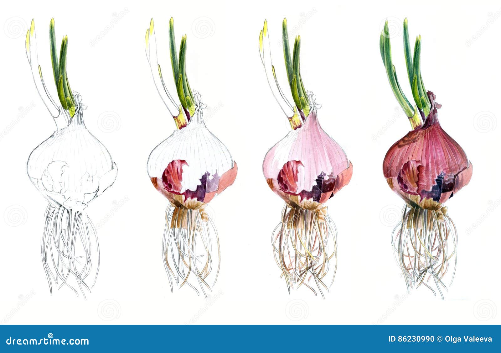 Page Shows How Drawing Red Onions Watercolor Sketch, Draw Tutorial