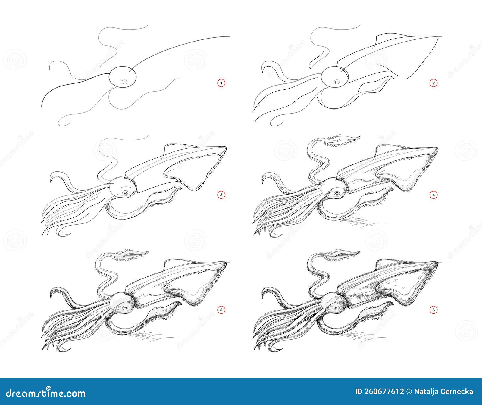 How To Draw A Squid. Step By Step Drawing Tutorial. Draw Guide. Simple