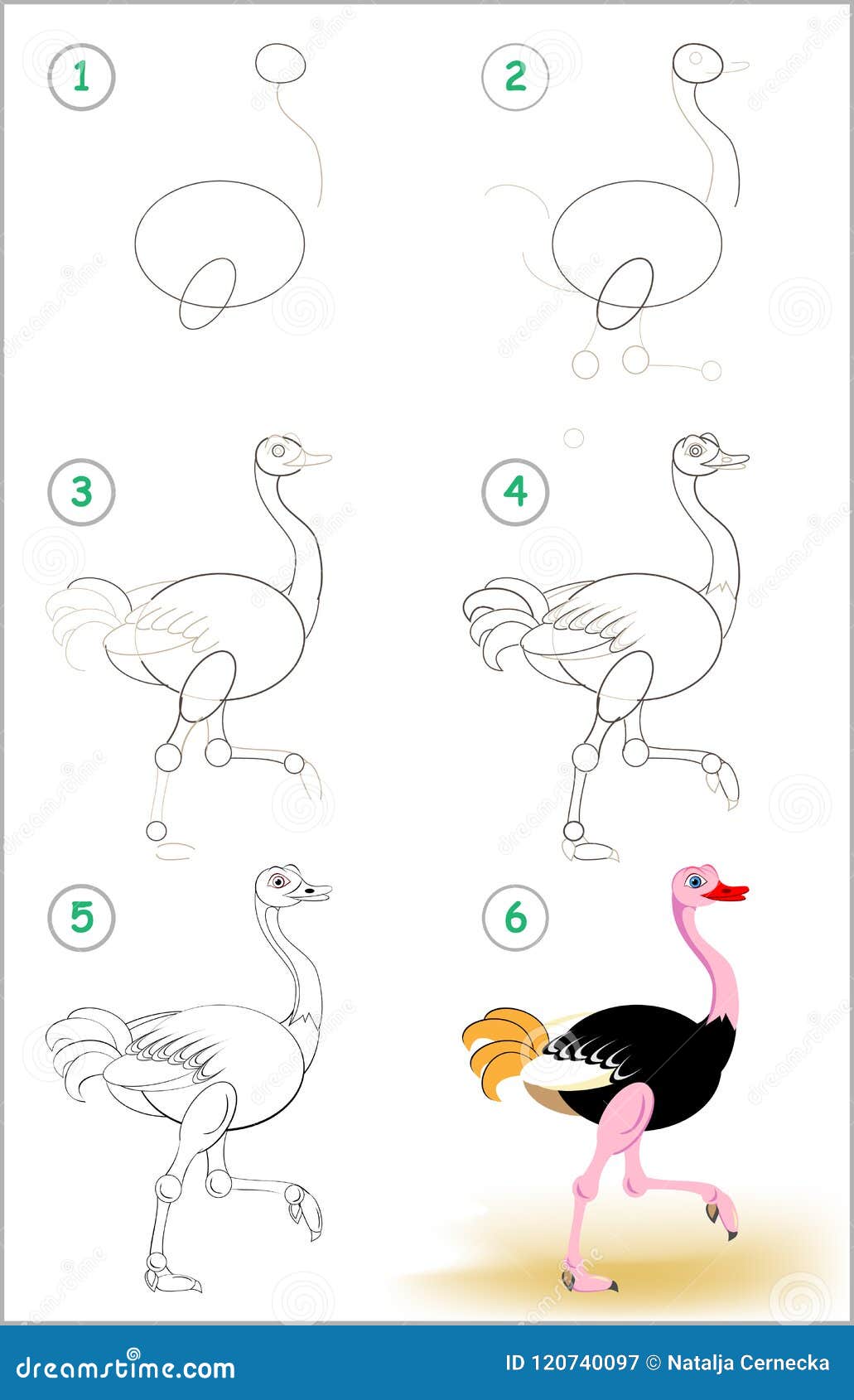 Page Shows How To Learn Step by Step To Draw a Cute Ostrich. Developing