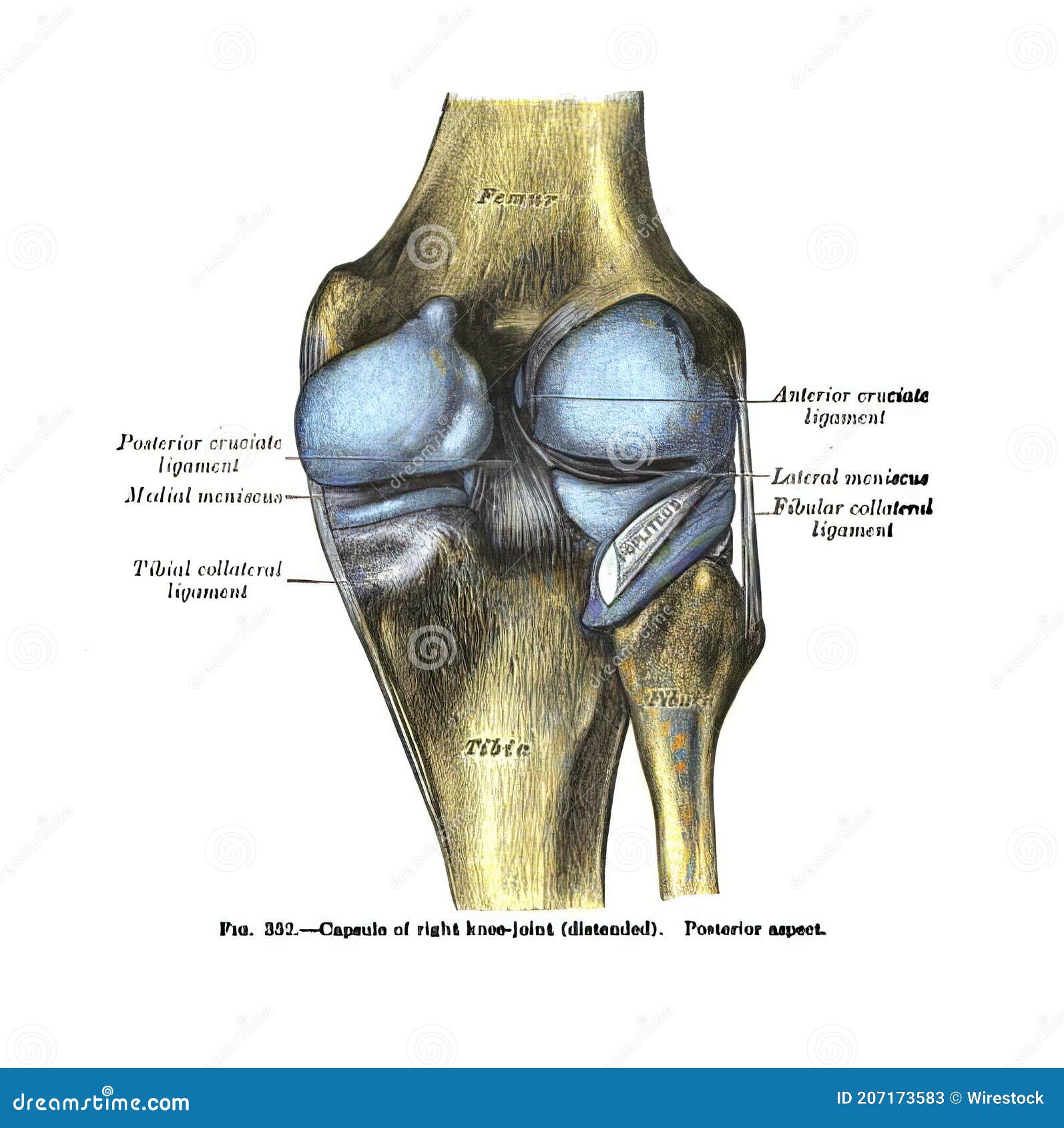 Pagina Di Un Libro Atlante Di Anatomia Umana Immagine Stock - Immagine di  studio, disegno: 207173583
