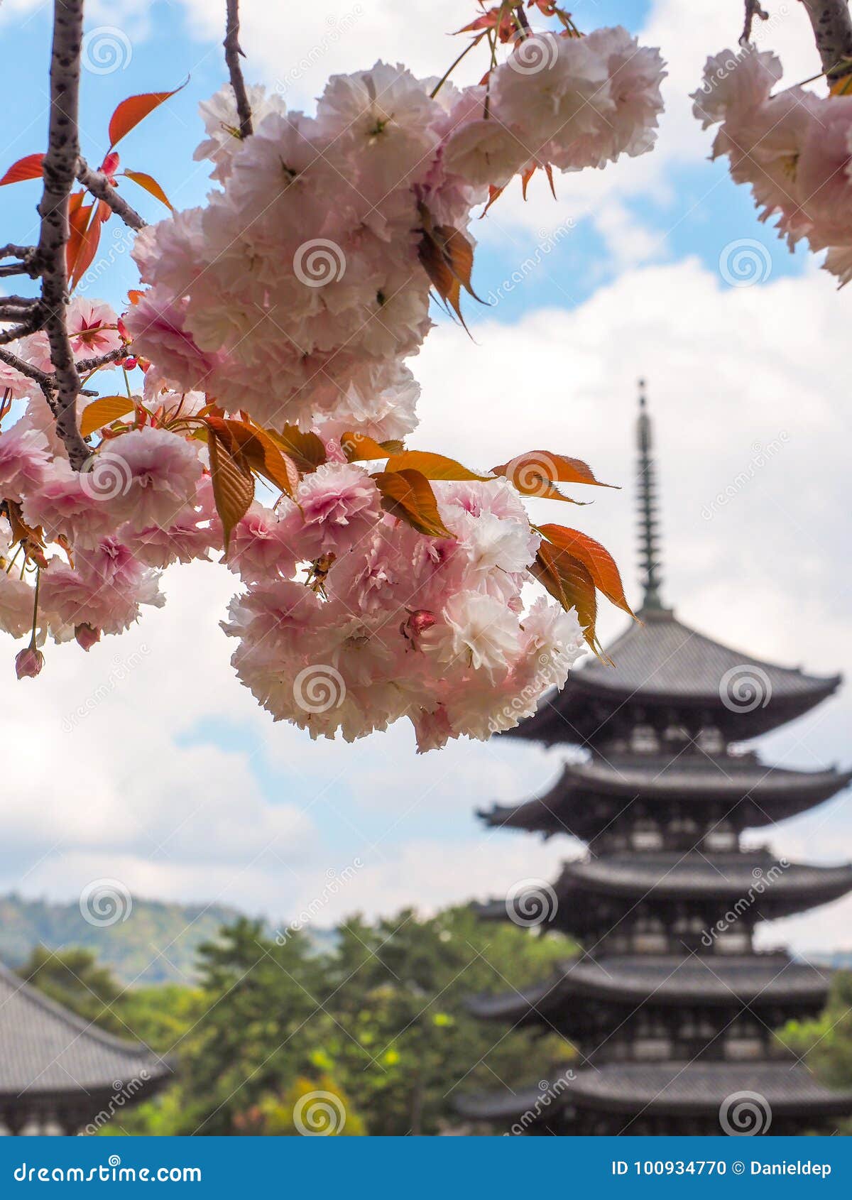 Pagoda Japonesa Con Las Flores De Cerezo Foto de archivo - Imagen de torre,  rosa: 100934770
