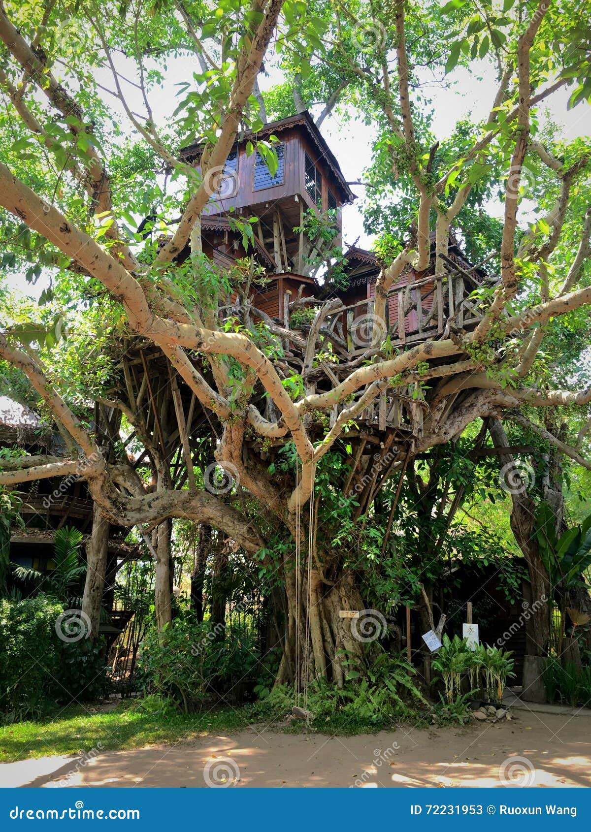 Pai Tree House Stock Image Image Of City Chang Tree 72231953