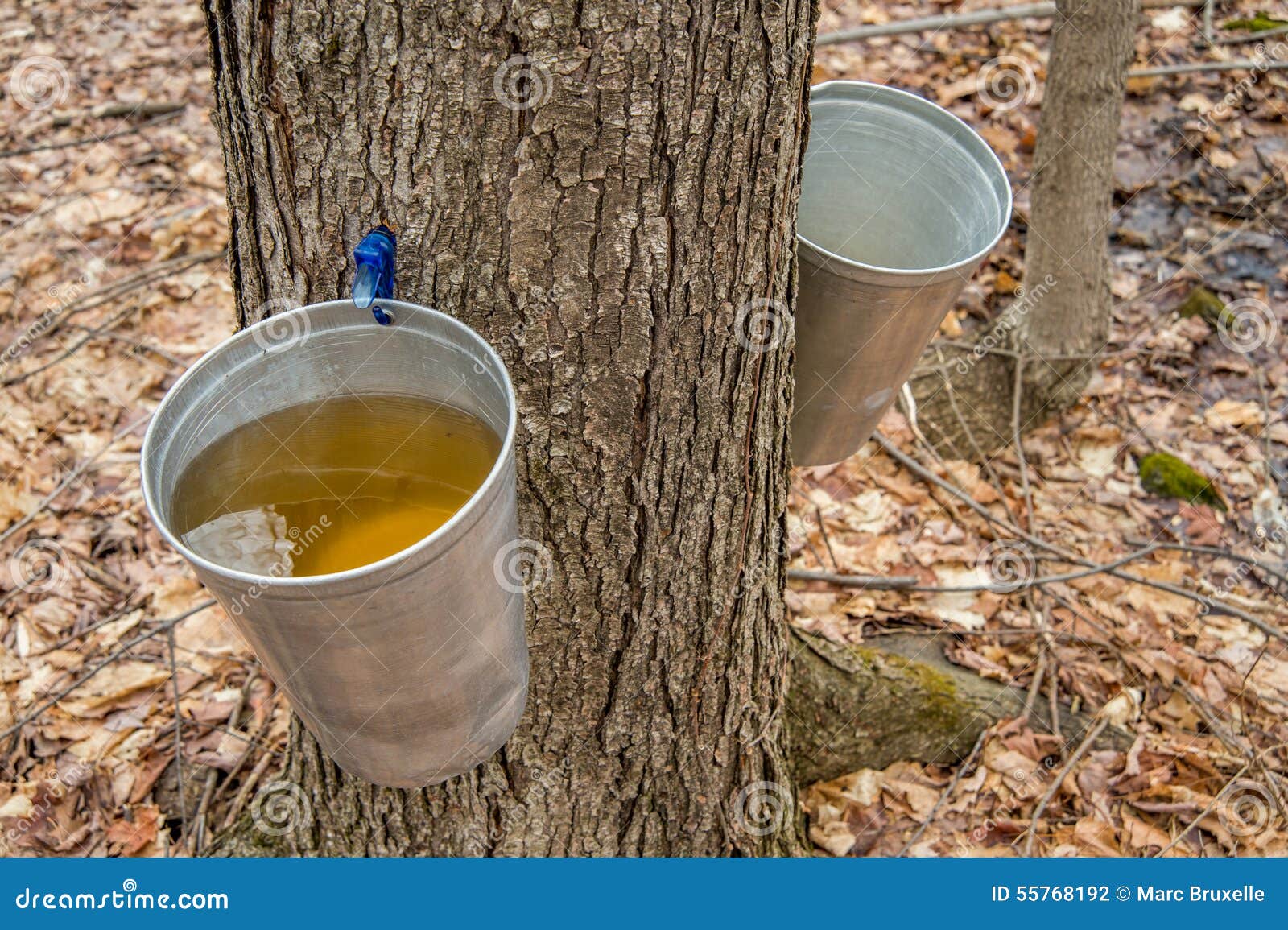pail used to collect sap of maple trees