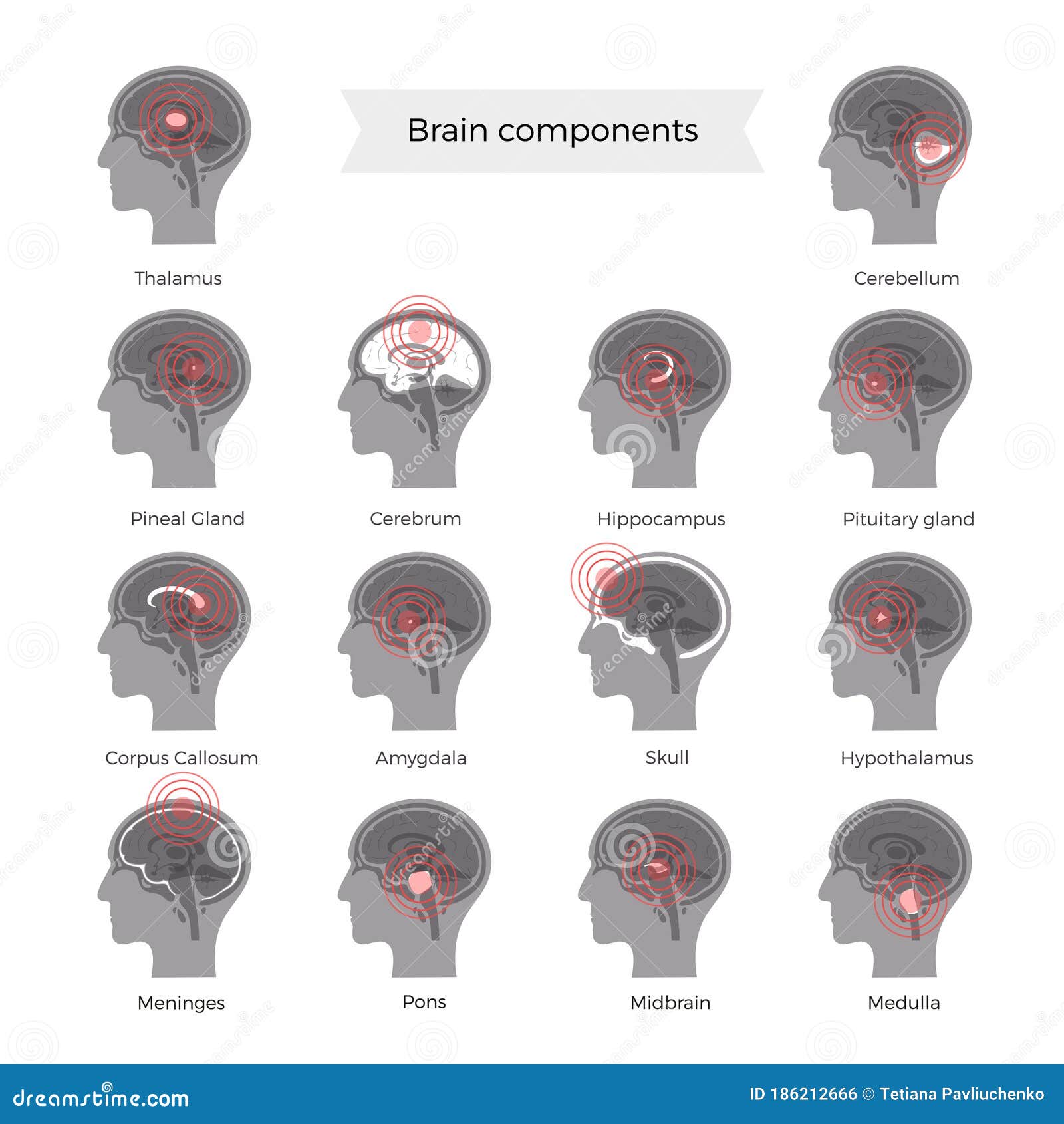 Pain Brain Illustration stock vector. Illustration of ache - 186212666