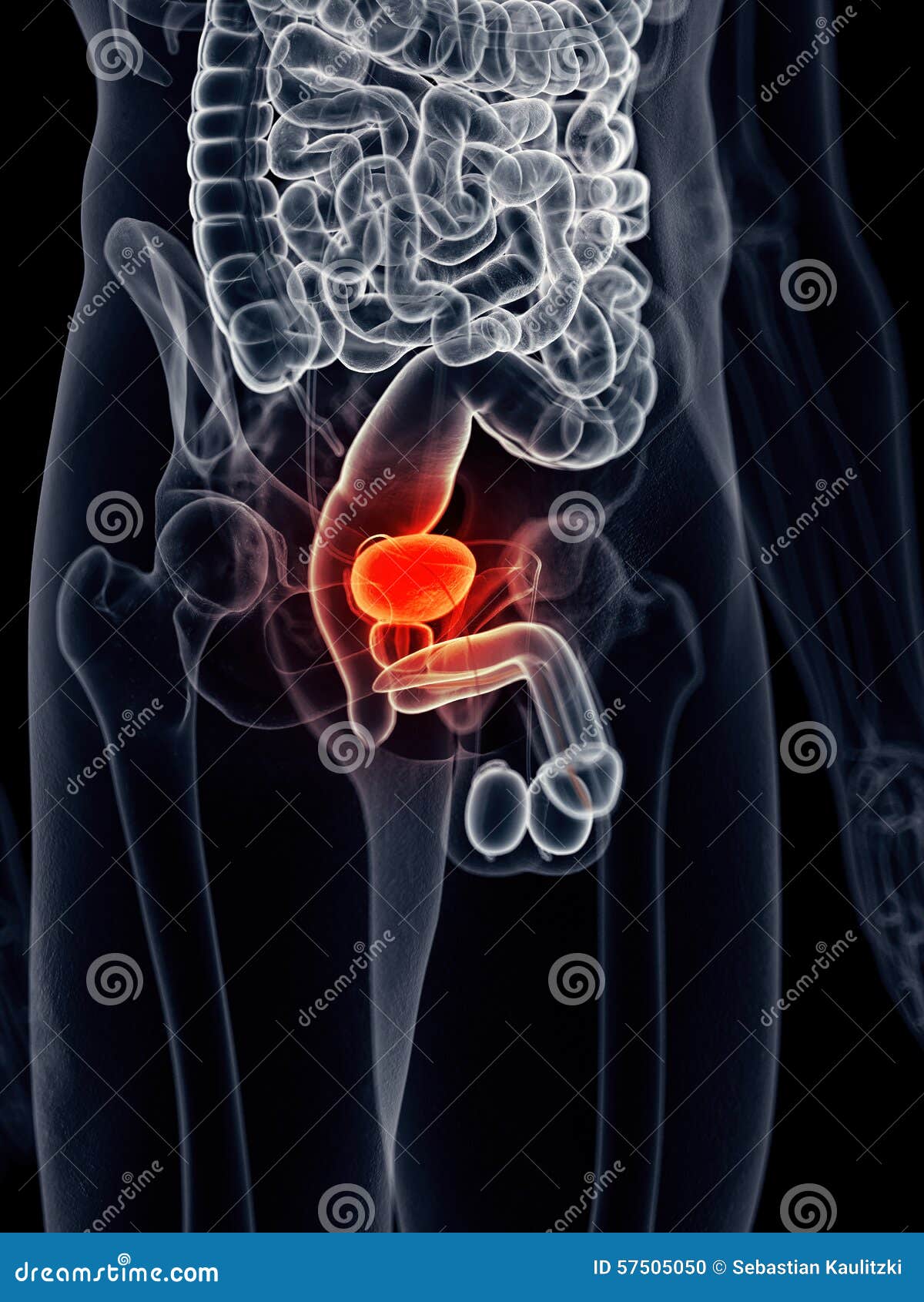 Painful bladder stock illustration. Illustration of anatomical 57505050