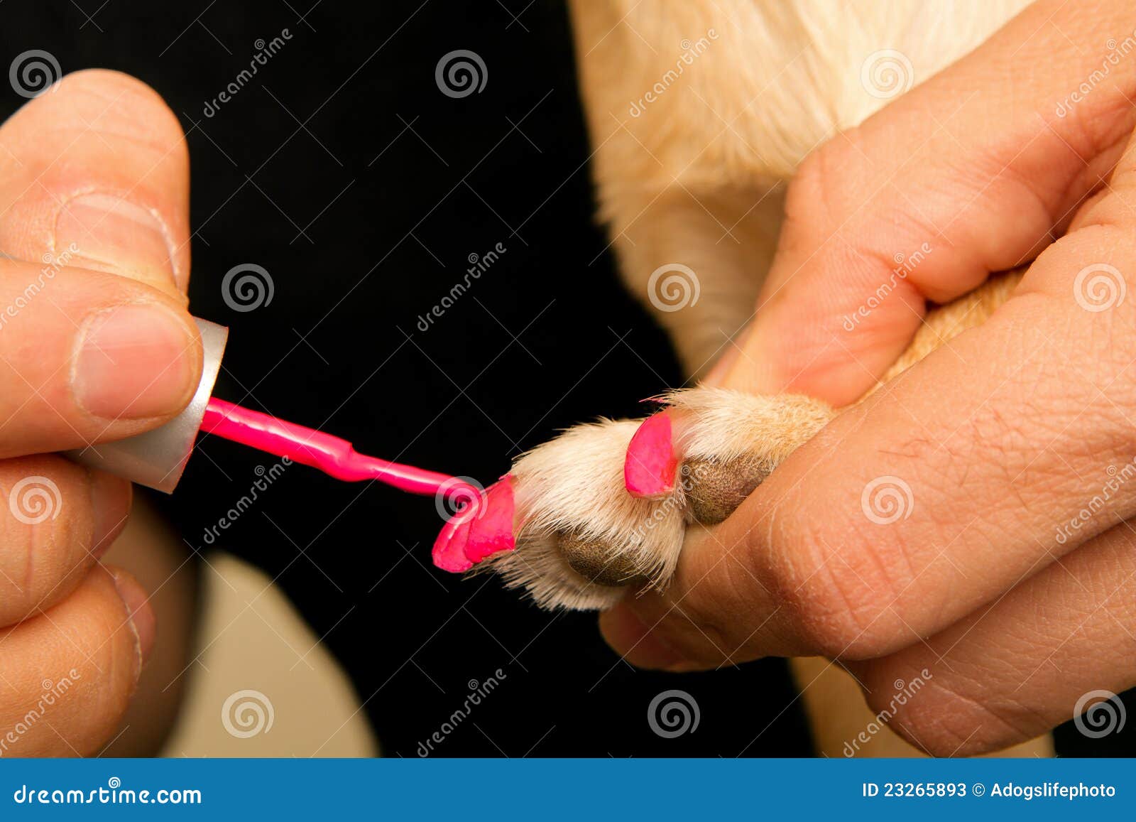 Torn Nails and Your Dog