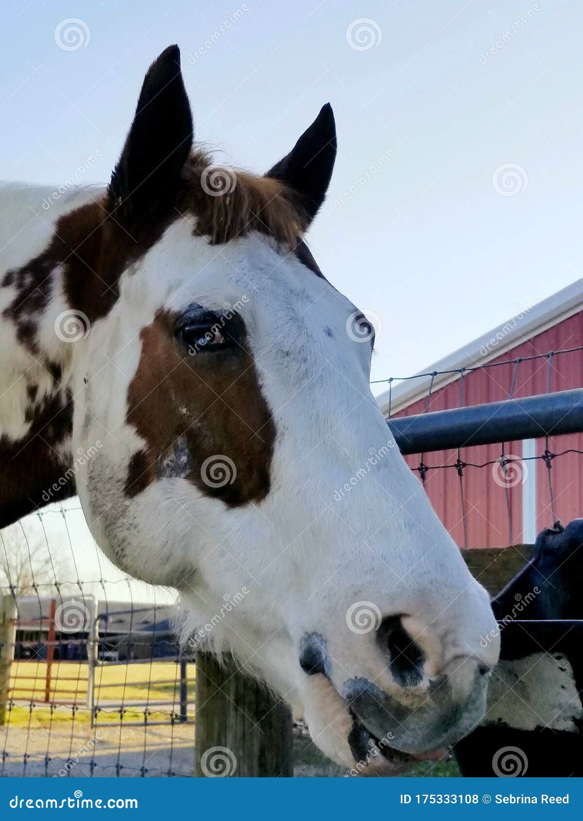 Paint horse headshot stock photo. Image of animal, headshot 175333108