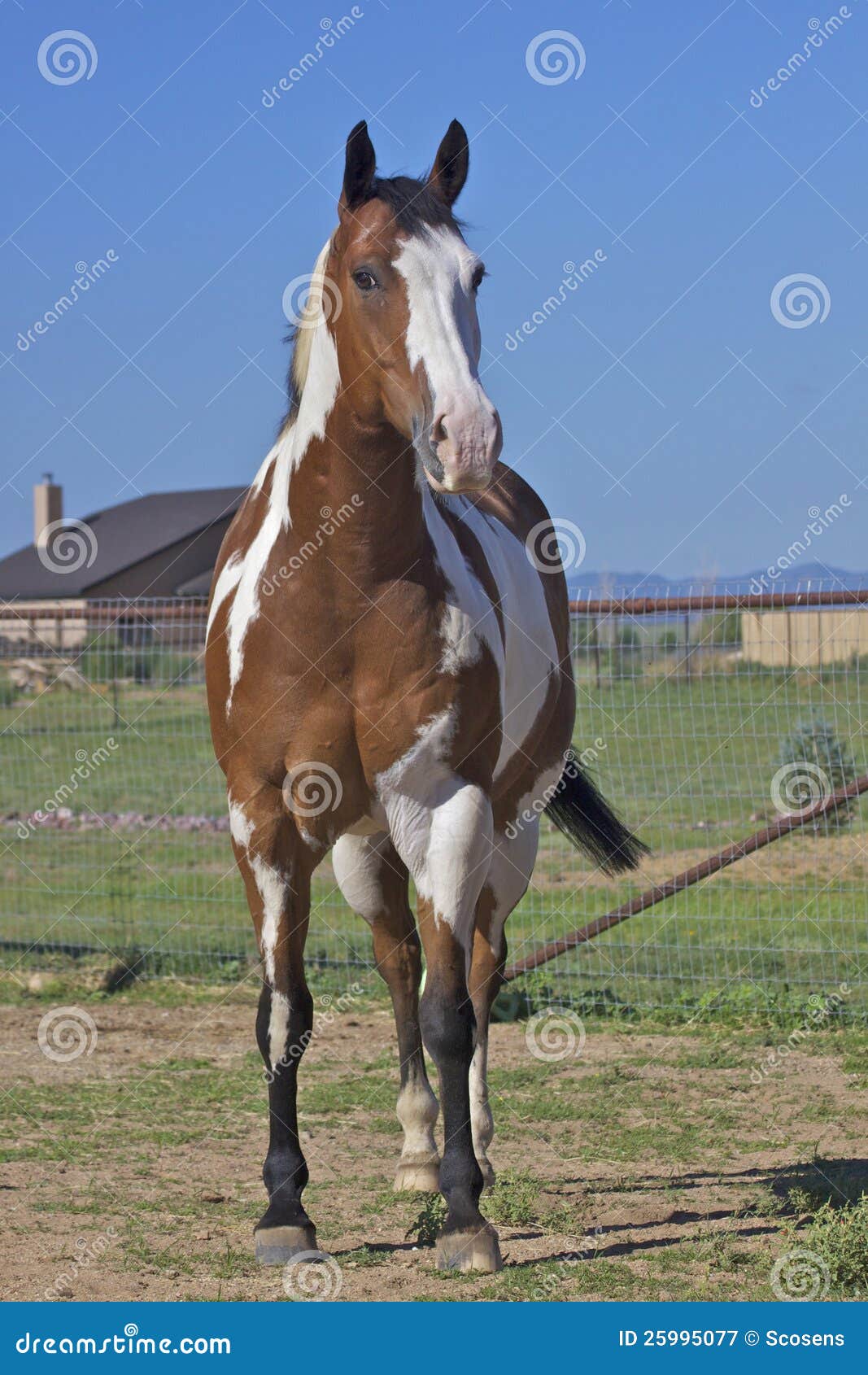 Paint Horse stock image. Image of brown, animal, head 25995077