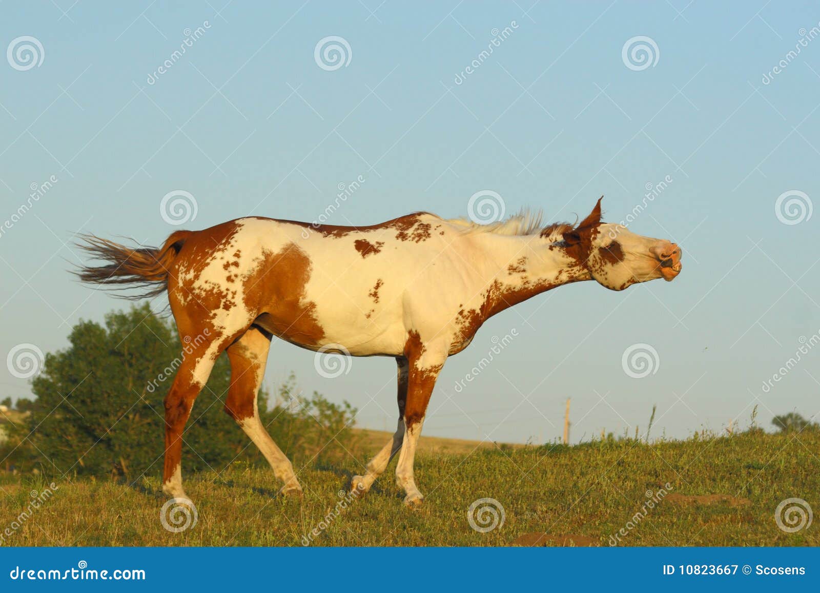 Paint Horse with a Funny Face Stock Image Image of medicine, equine
