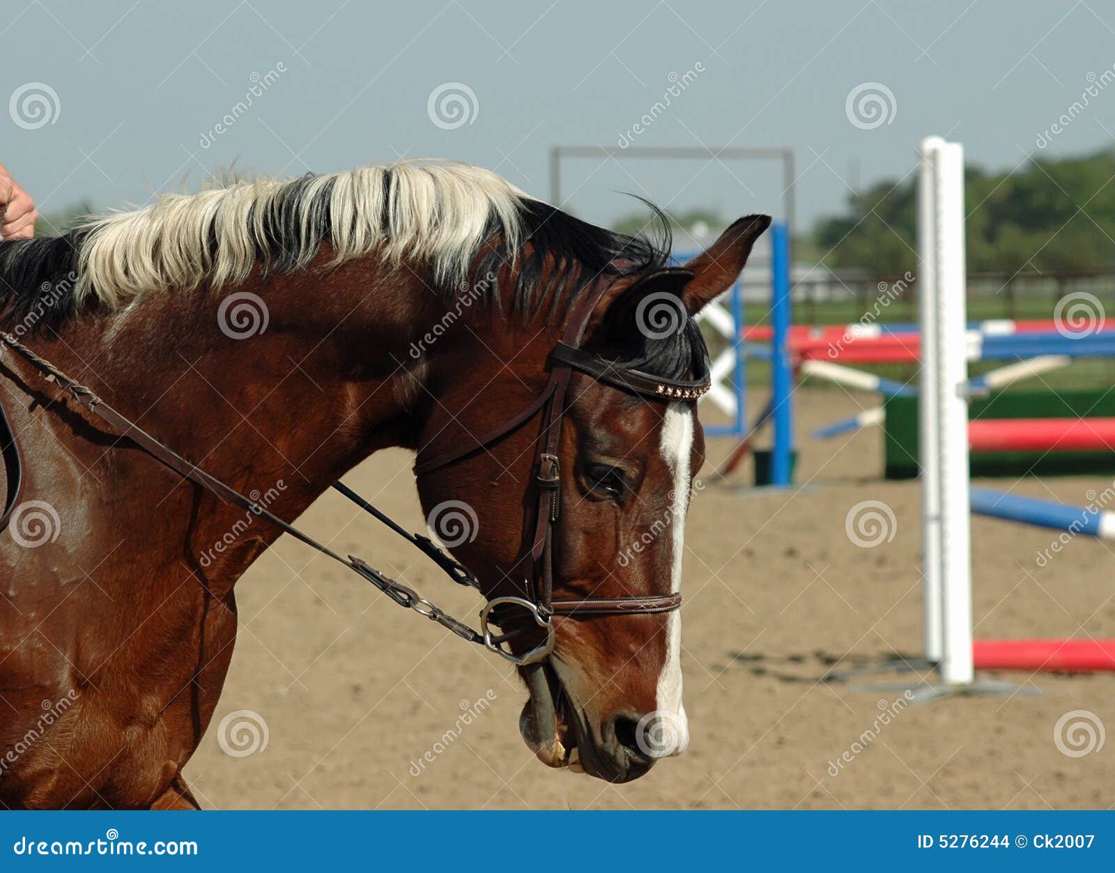 Paint Horse Jumper Stock Photo Image Of Protest Color 5276244