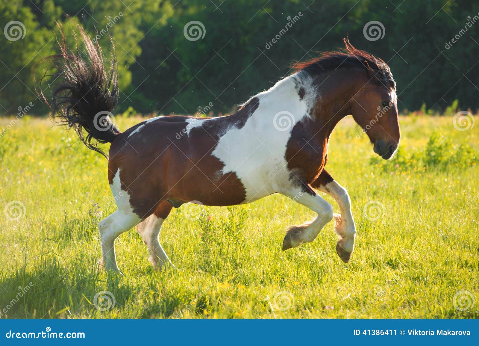 Paint Horse Playing on Freedom Stock Image Image of grass, horizontal