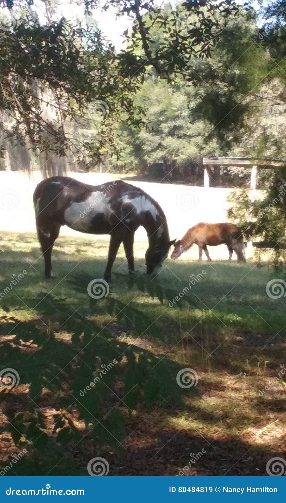 Paint horse and pony stock image. Image of horse, florida 80484819
