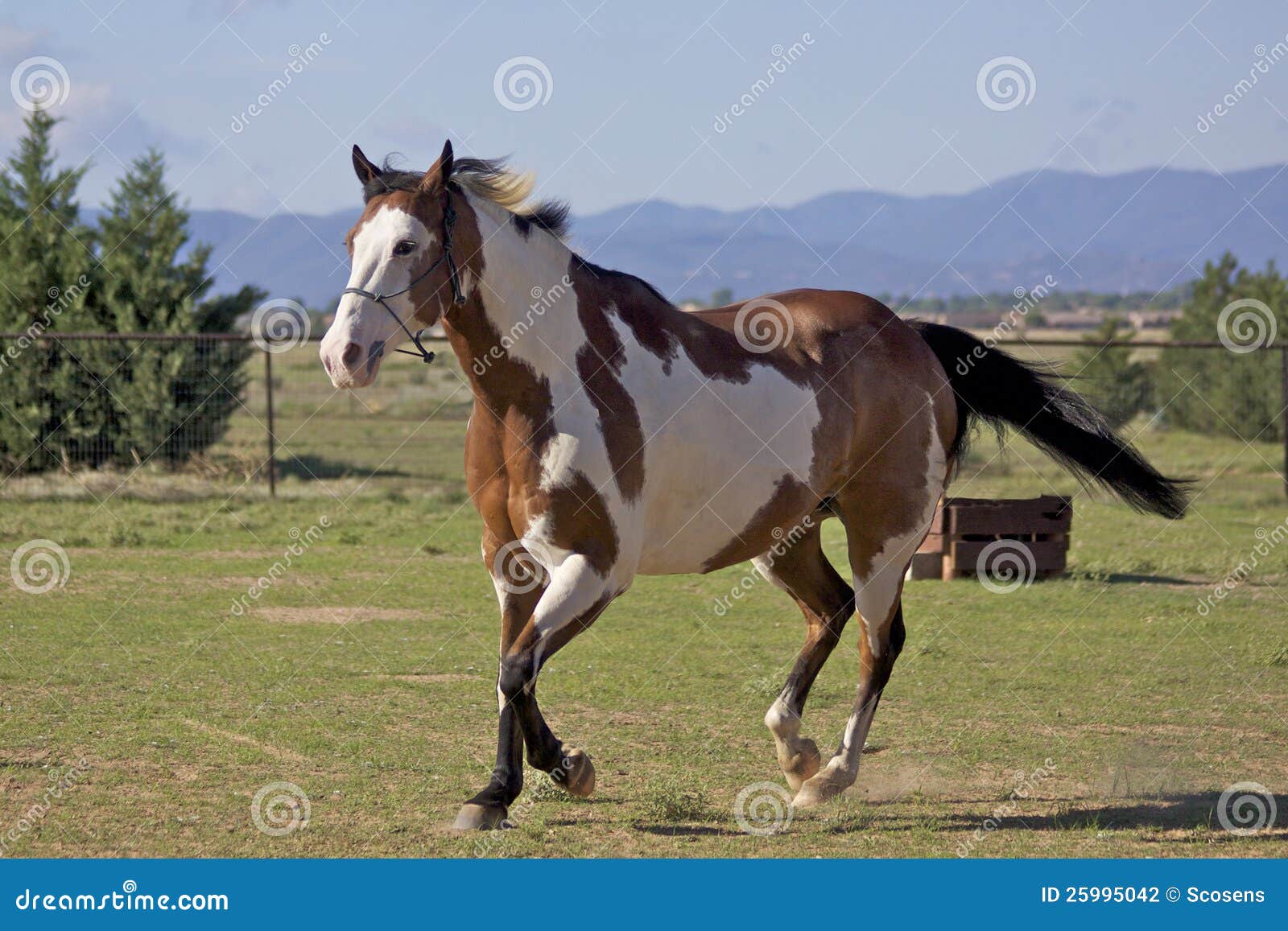 Paint Horse Trotting stock photo. Image of animal, horse 25995042