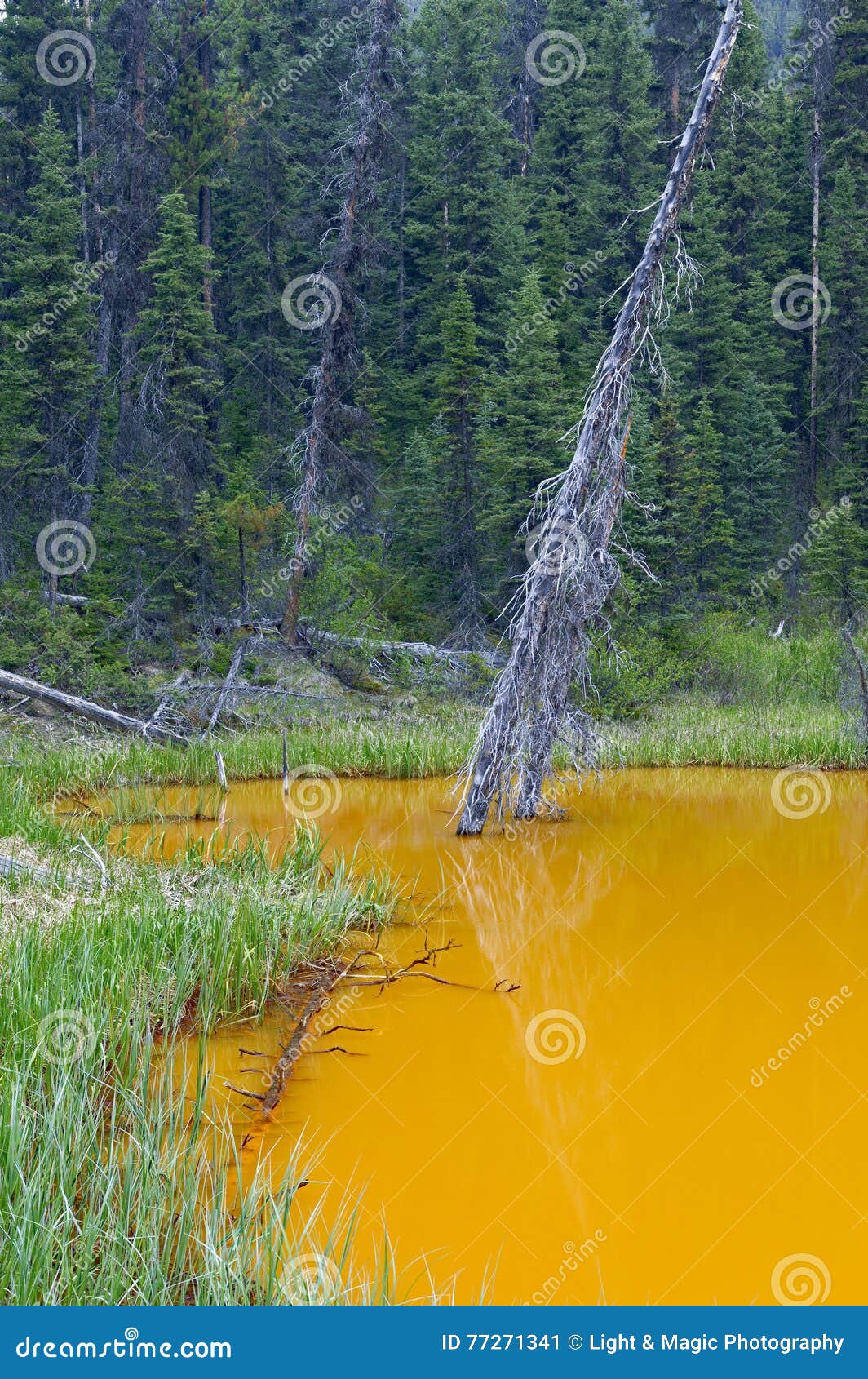 The Paint Pots, Kootenay National Park Stock Image Image of