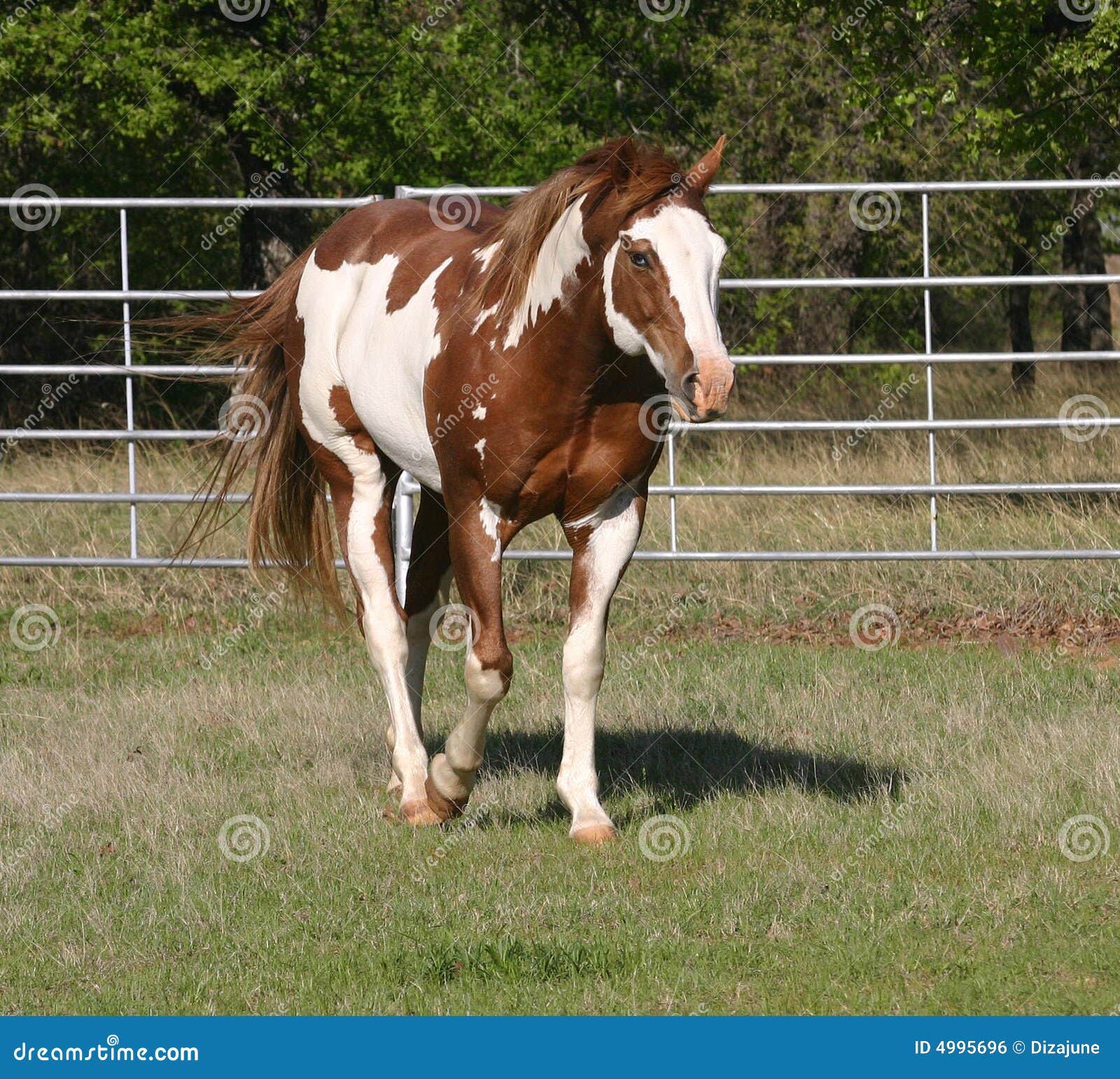 Paint Stallion stock photo. Image of splashy, ranch, stallion 4995696