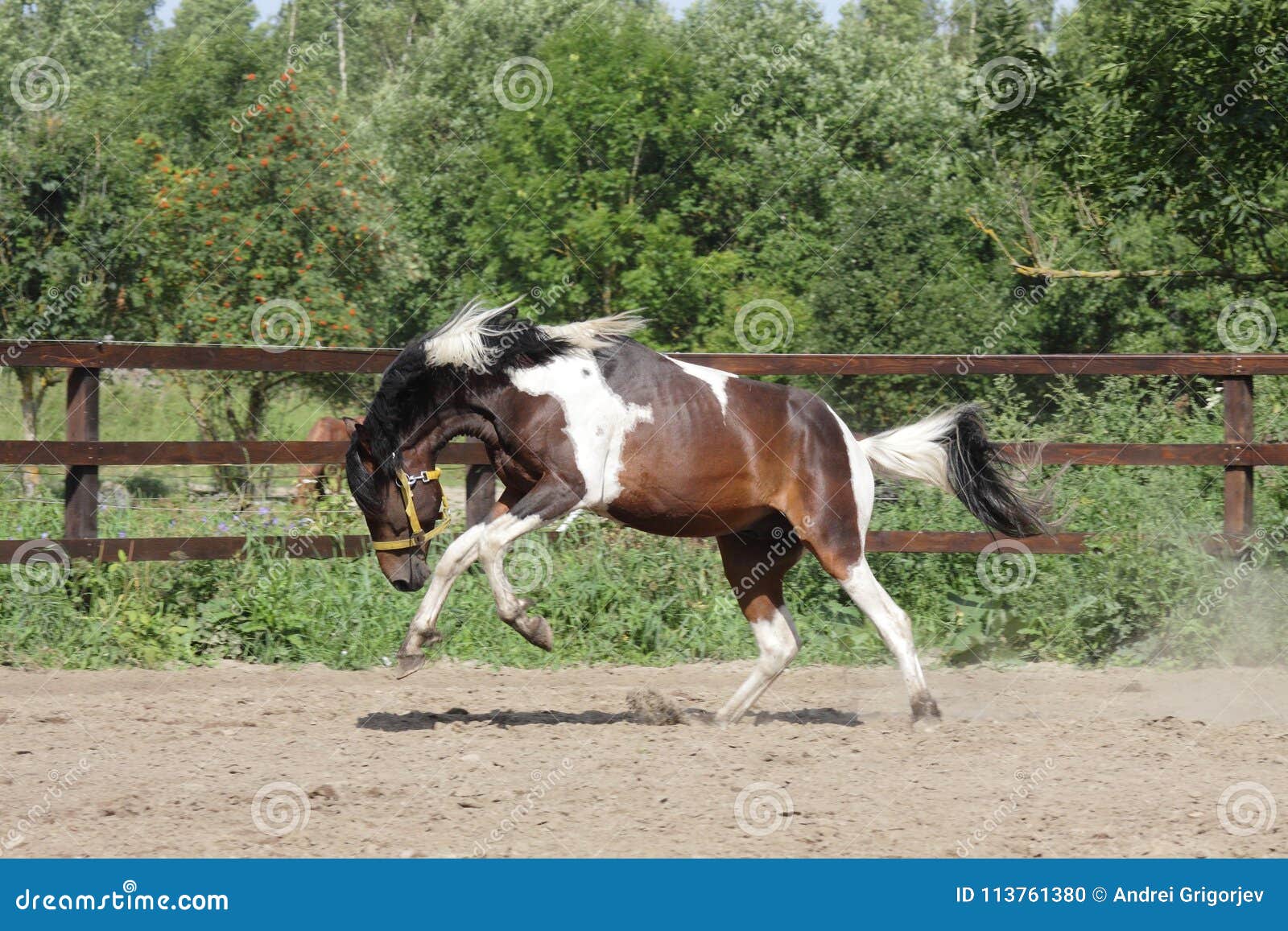 Paint Stallion Running in Paddock Stock Photo Image of happy, gelding