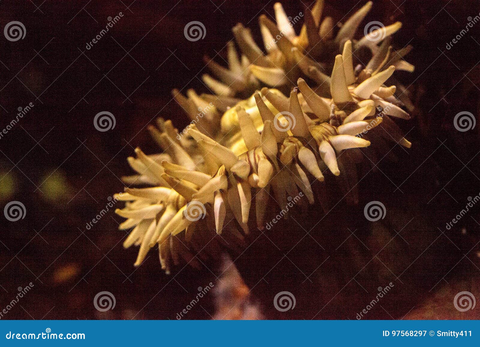 Painted Anemone Urticina Crassicornis Stock Image Image of reef