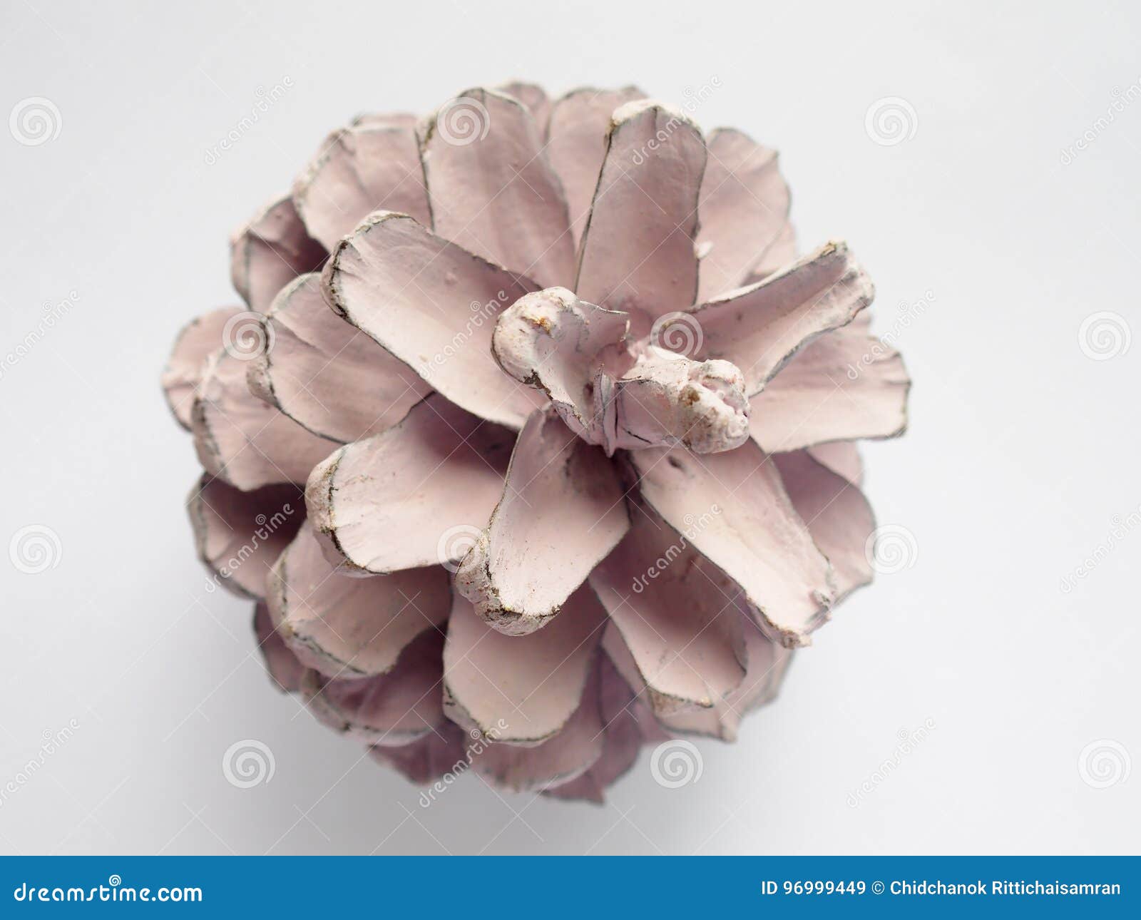 Painted Blush Color Pine Cone Stock Image Image of painted, white