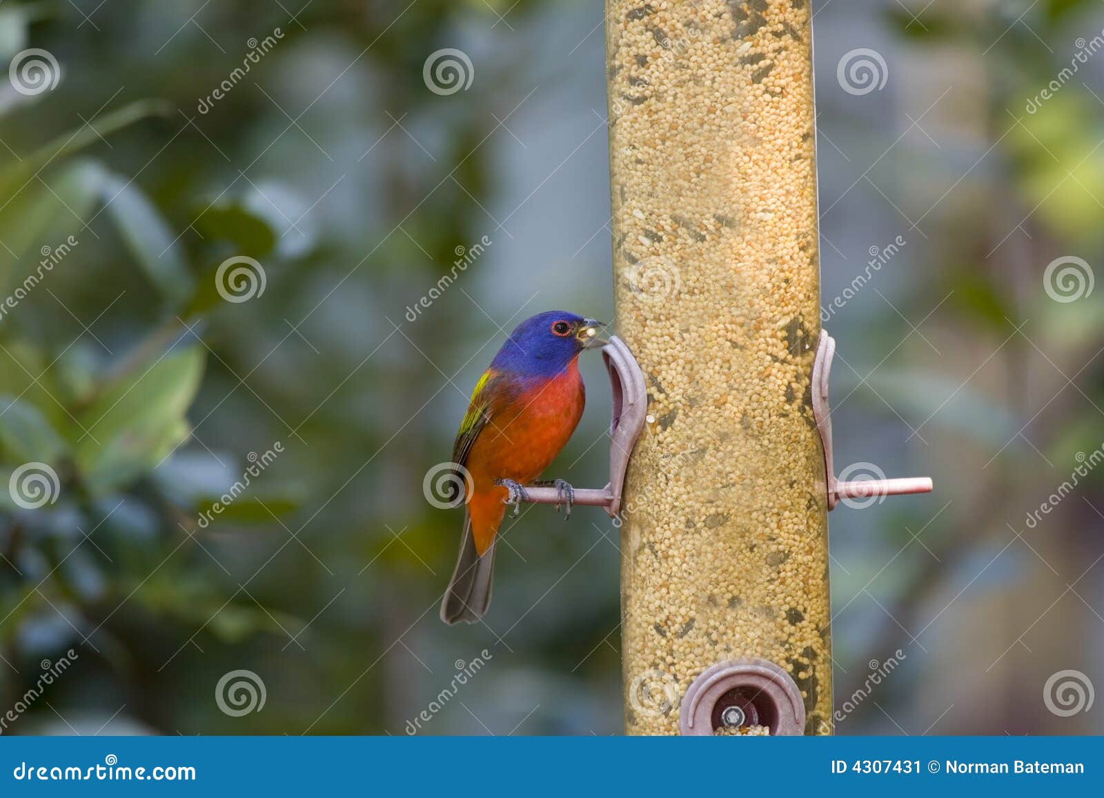Painted Bunting at the Feeder Stock Image Image of bunting, perched