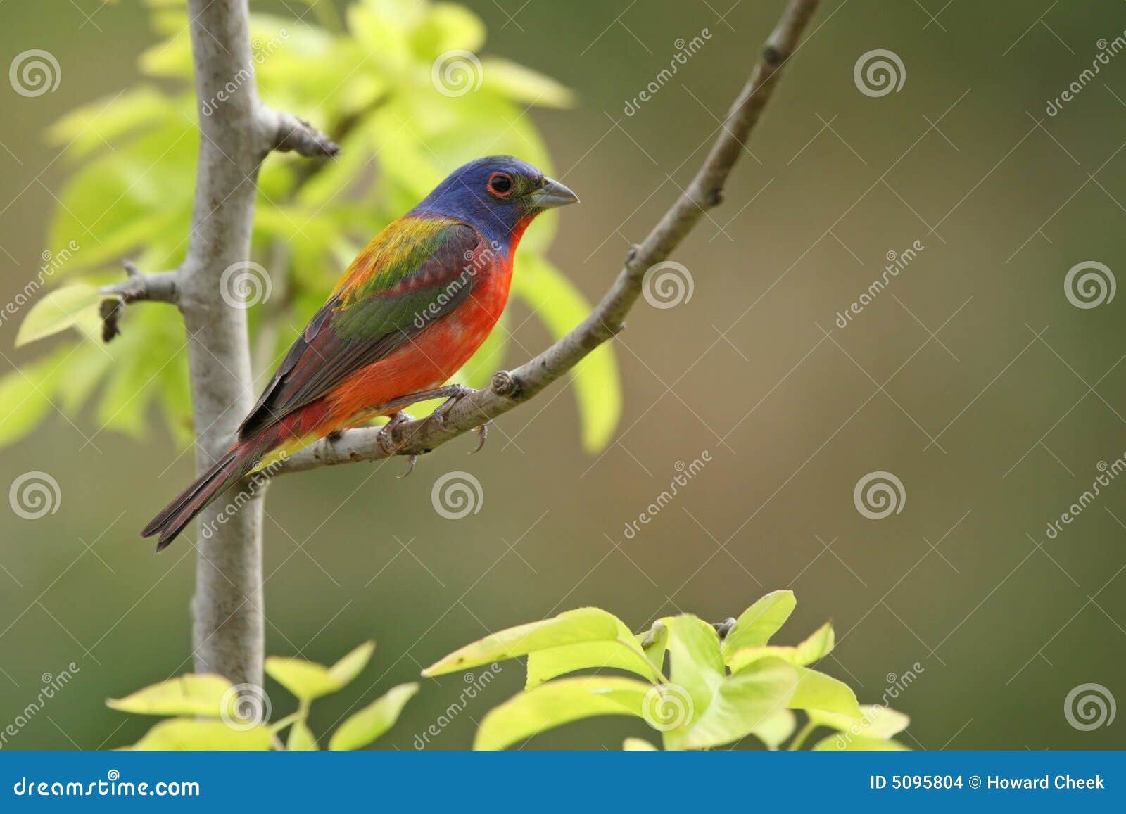 Painted Bunting (male) stock photo. Image of tree, texas 5095804