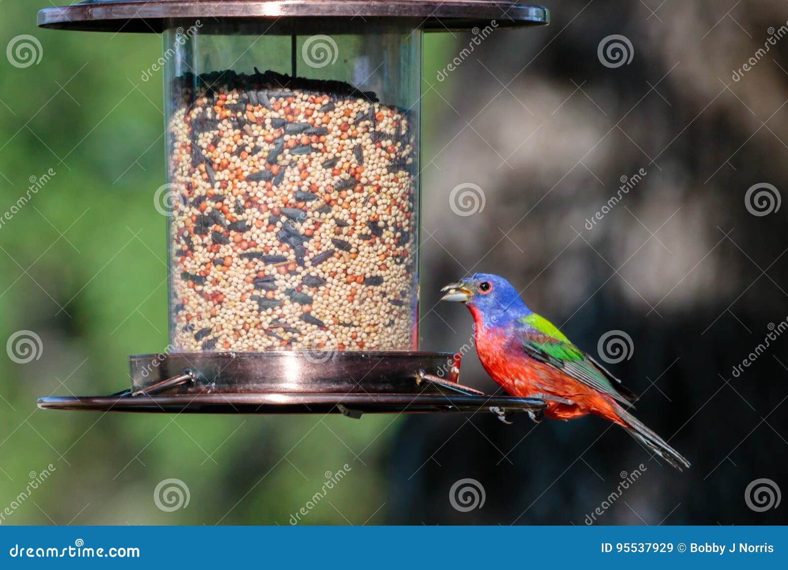 painted bunting, male