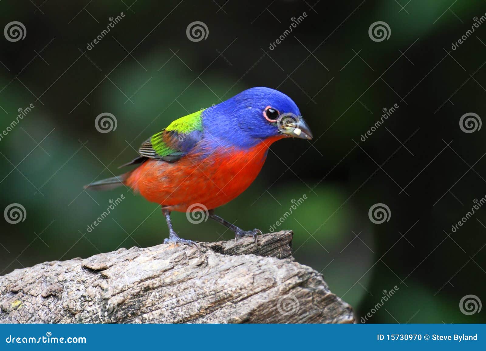 Painted Bunting (Passerina Ciris) Stock Photo Image of feathers, wild